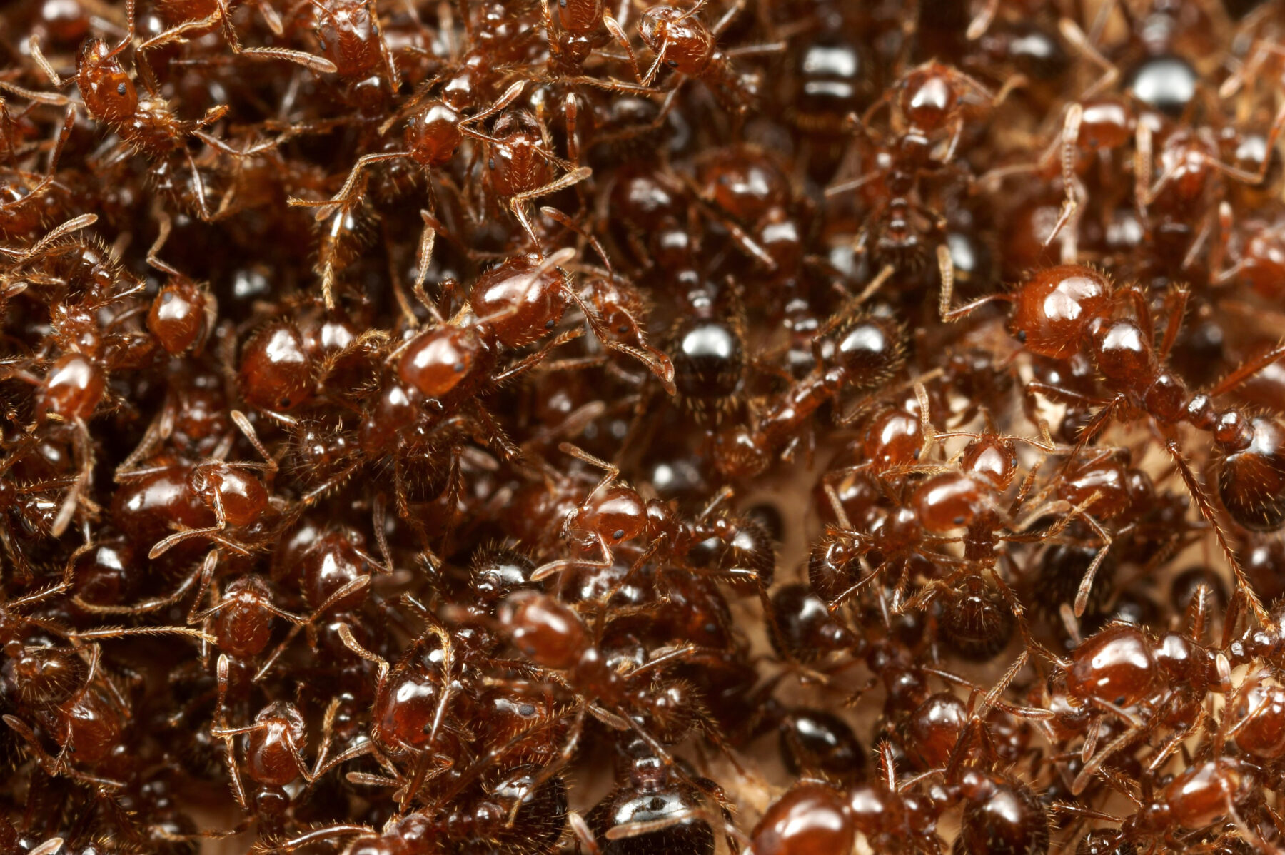 Red imported fire ants