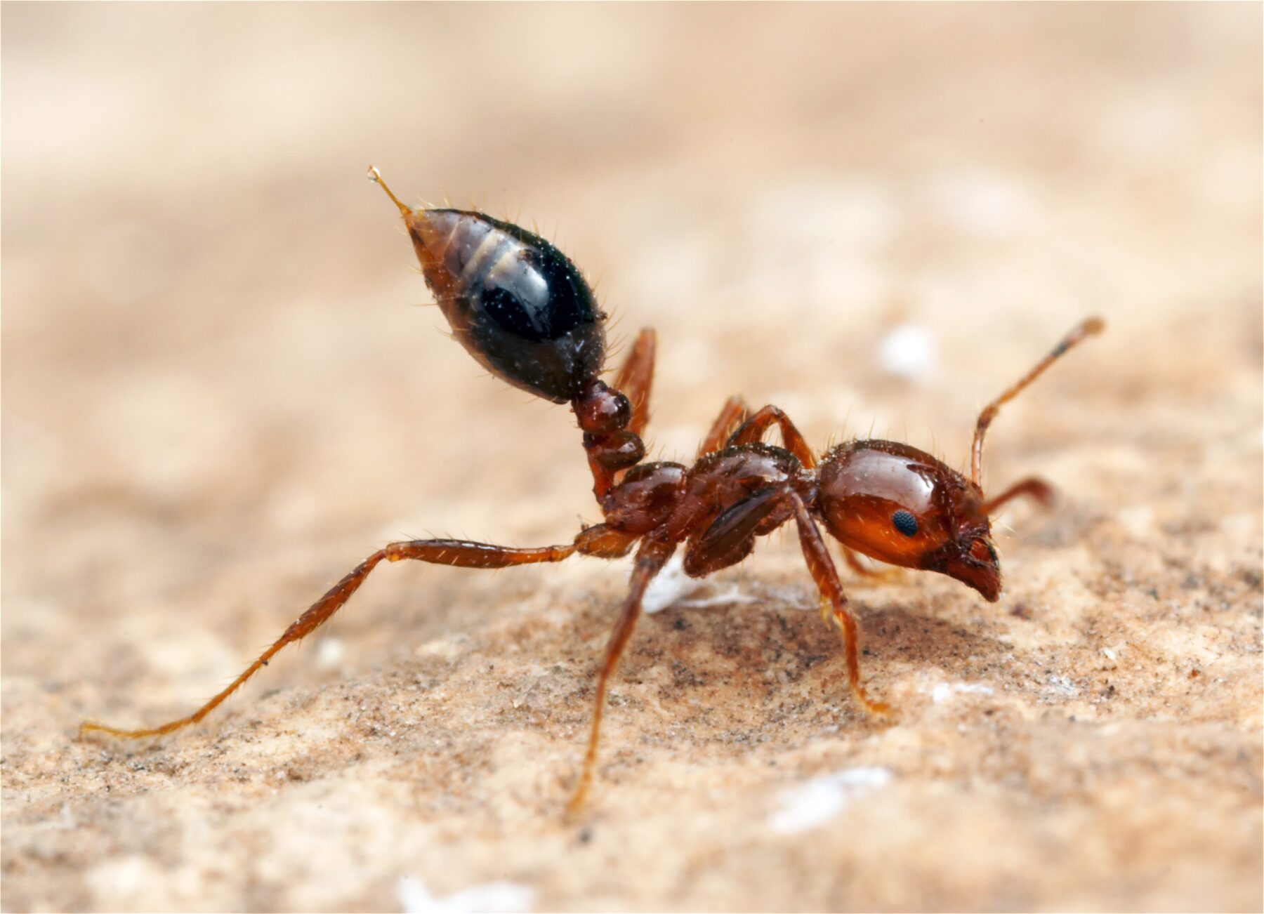 Red imported fire ant on sand