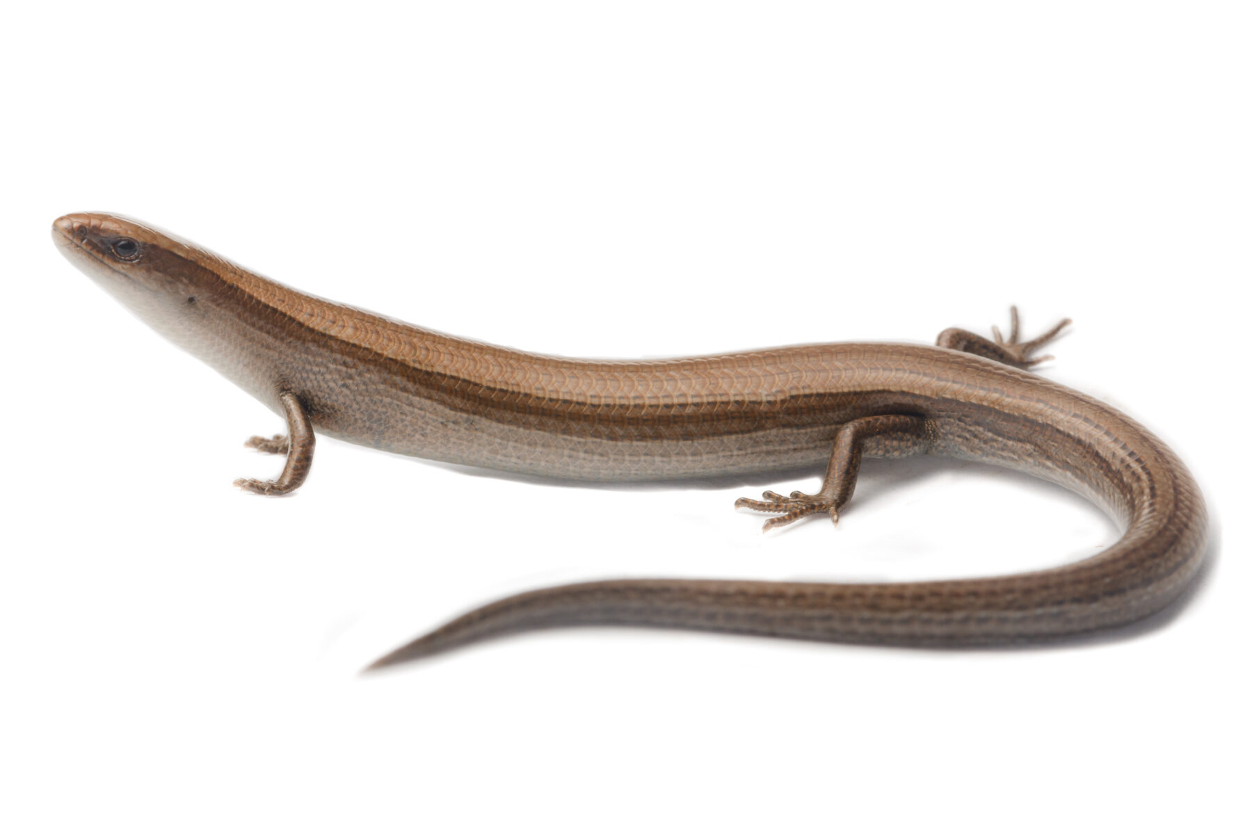 A long sunskink on white background