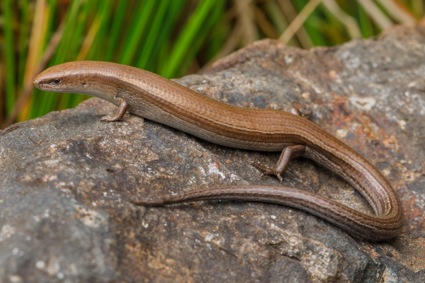 A long sunskink on a rock