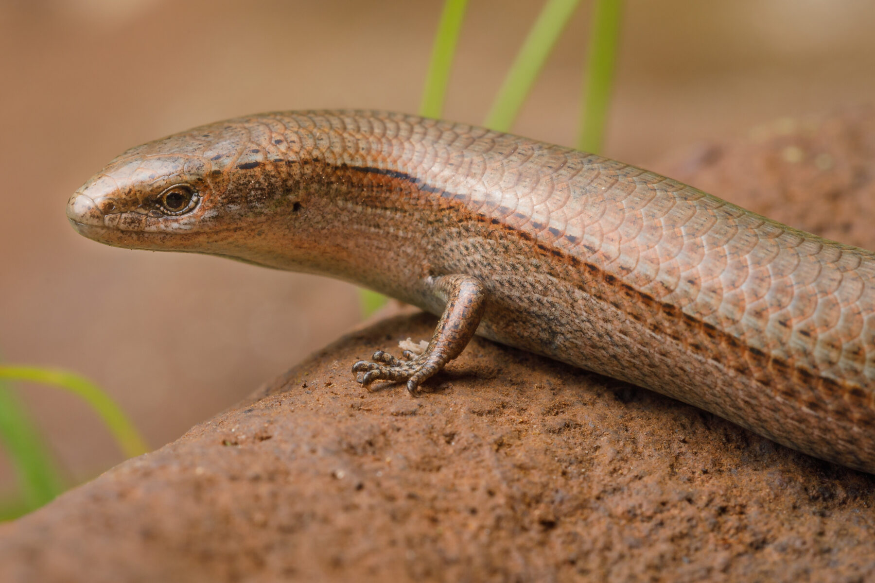 A long sunskink on a rock