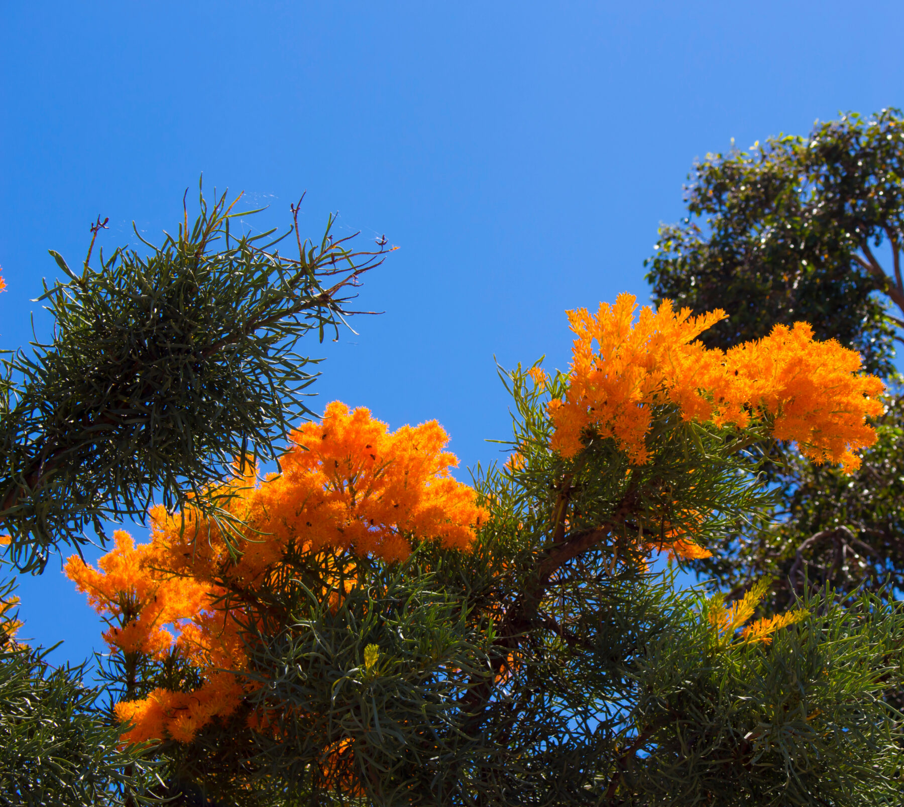 Moodjar tree