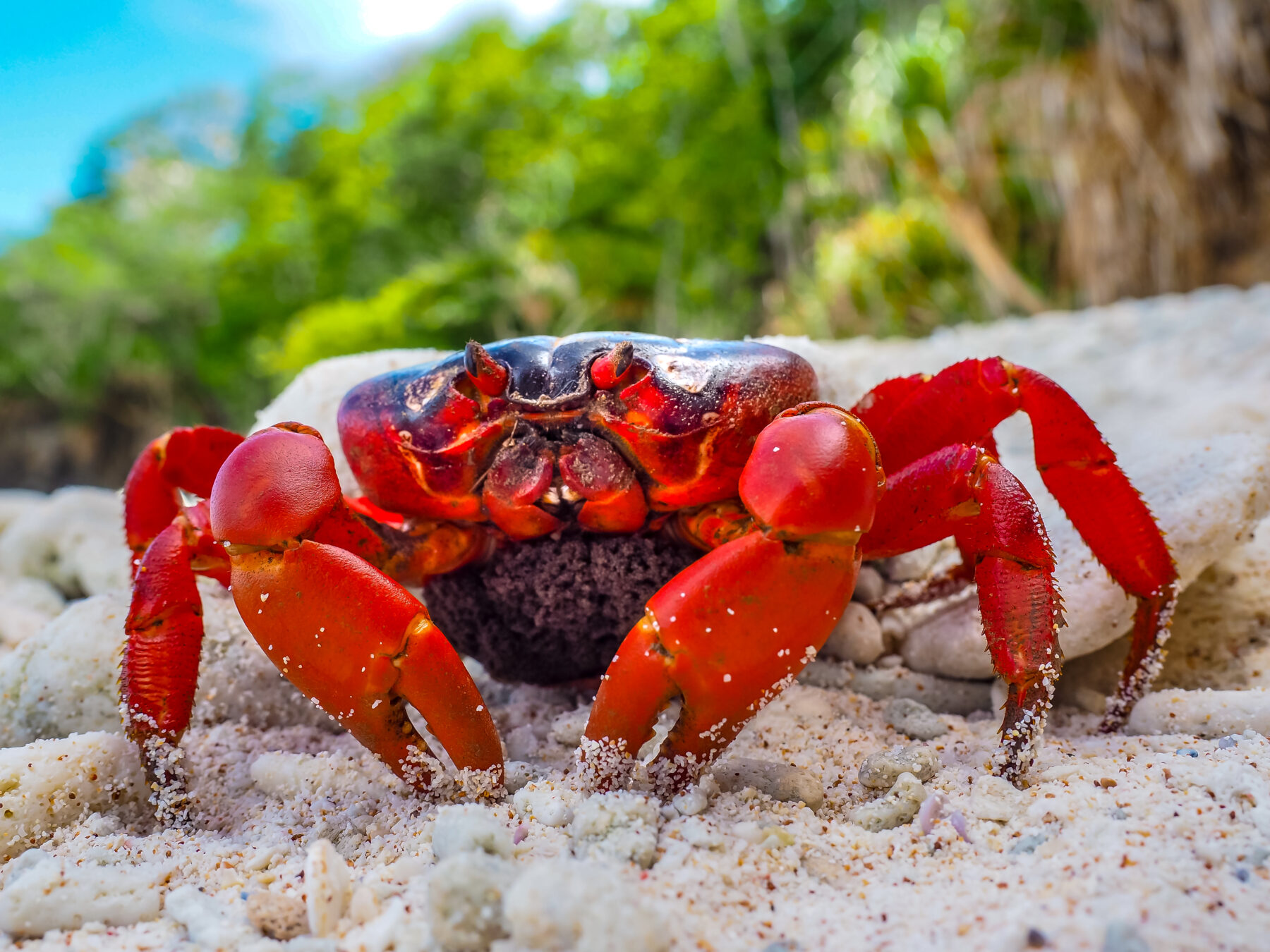 Christmas Island red crab