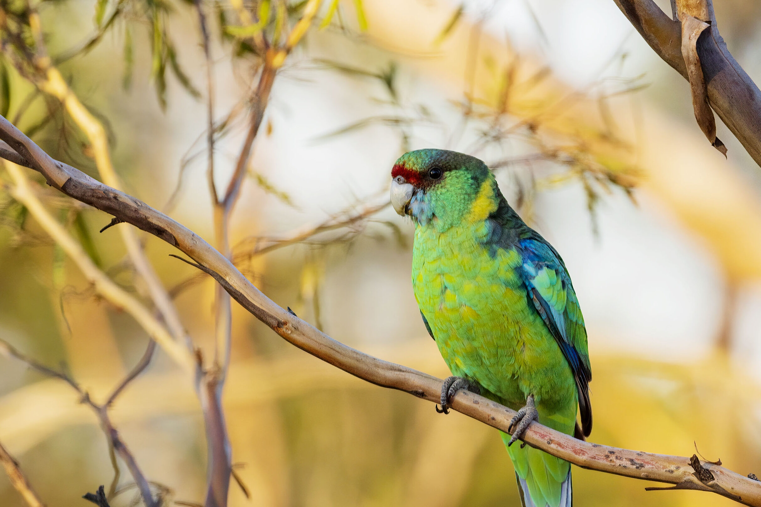 An Australian ringneck