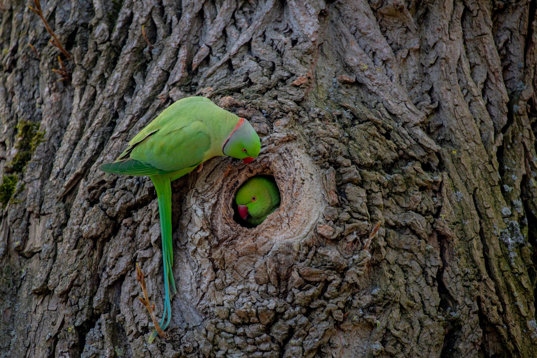 A rose-ringed parakeet in a tree hollow