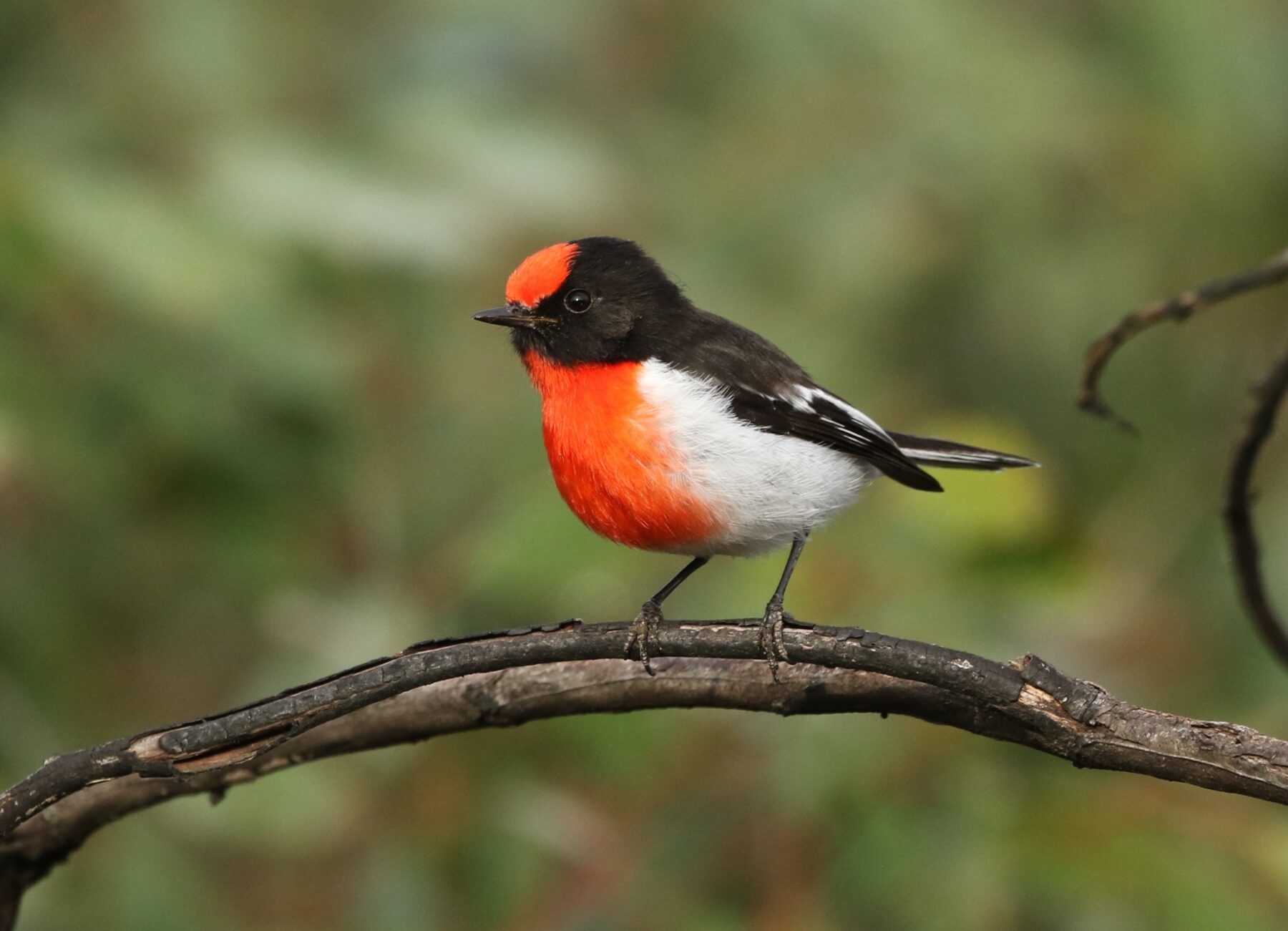 Red-capped robin
