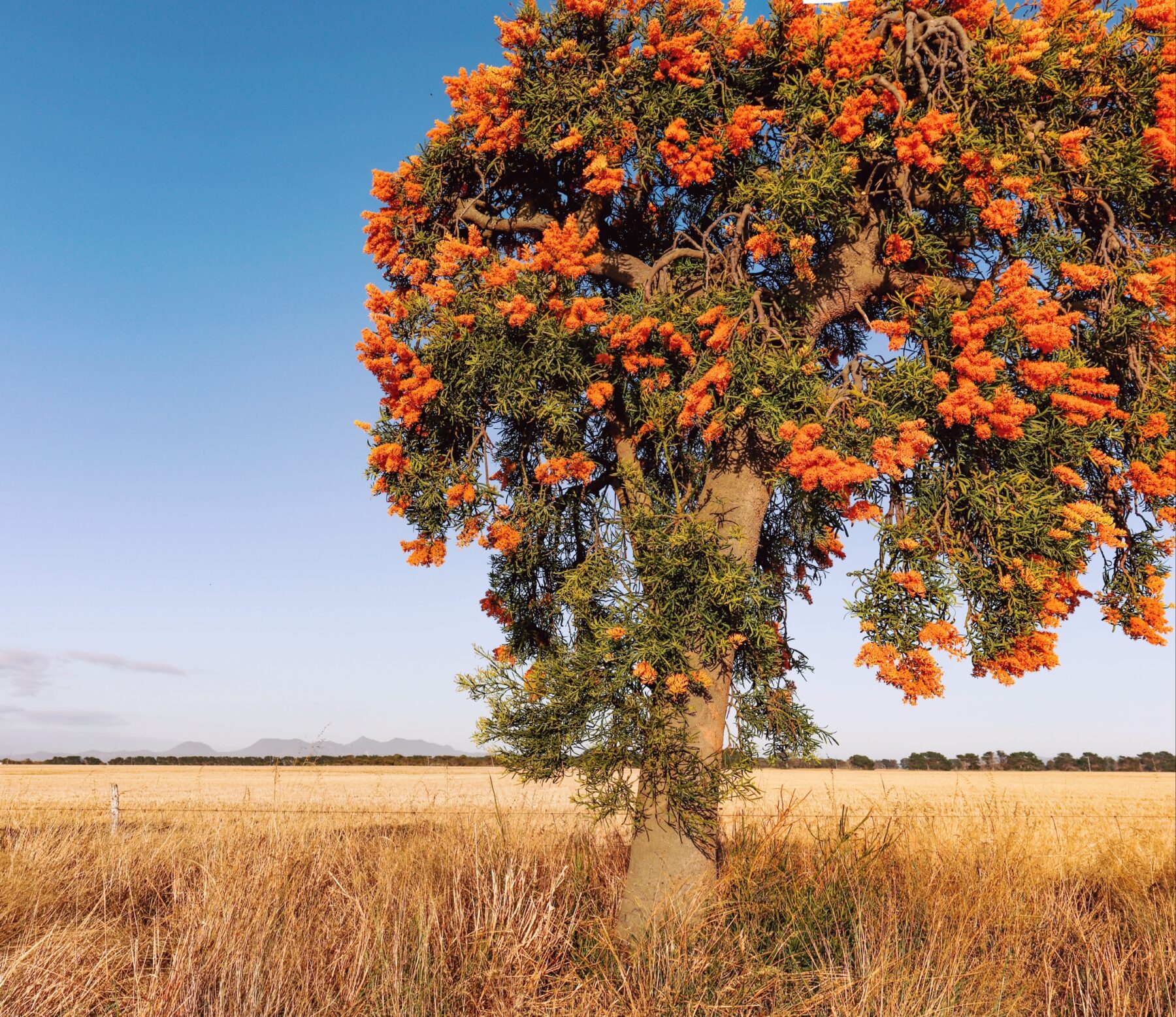 Moodjar tree