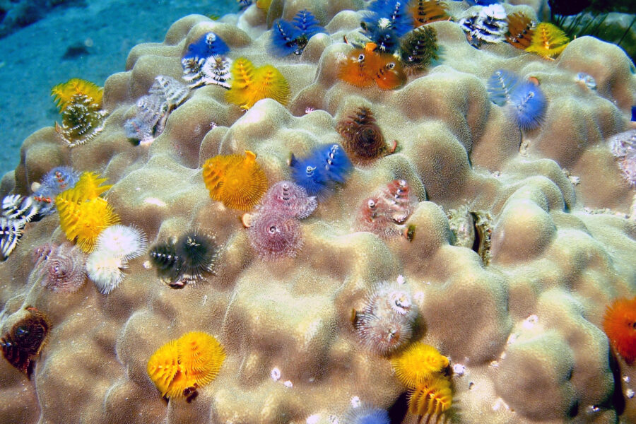 Christmas tree worms