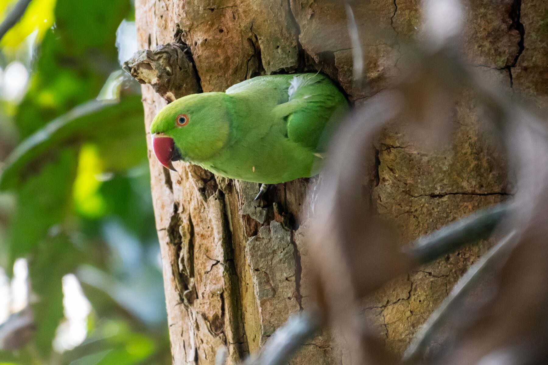 A rose-ringed parakeet in a tree hollow