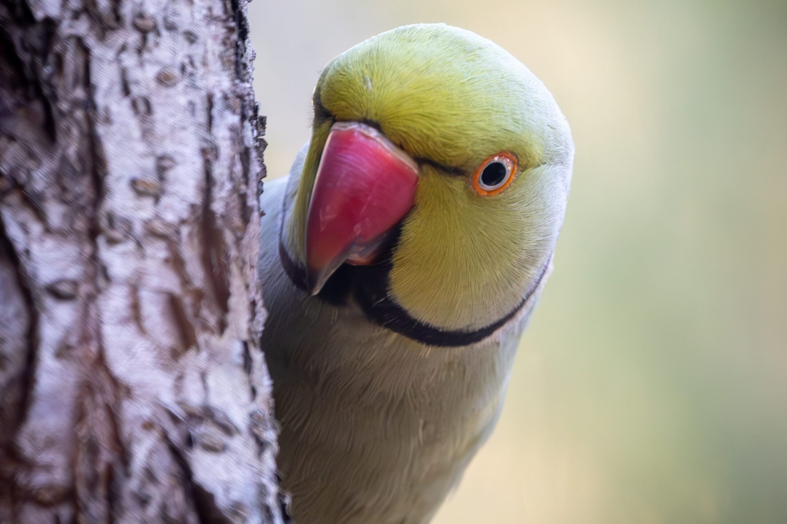A rose-ringed parakeet in Perth