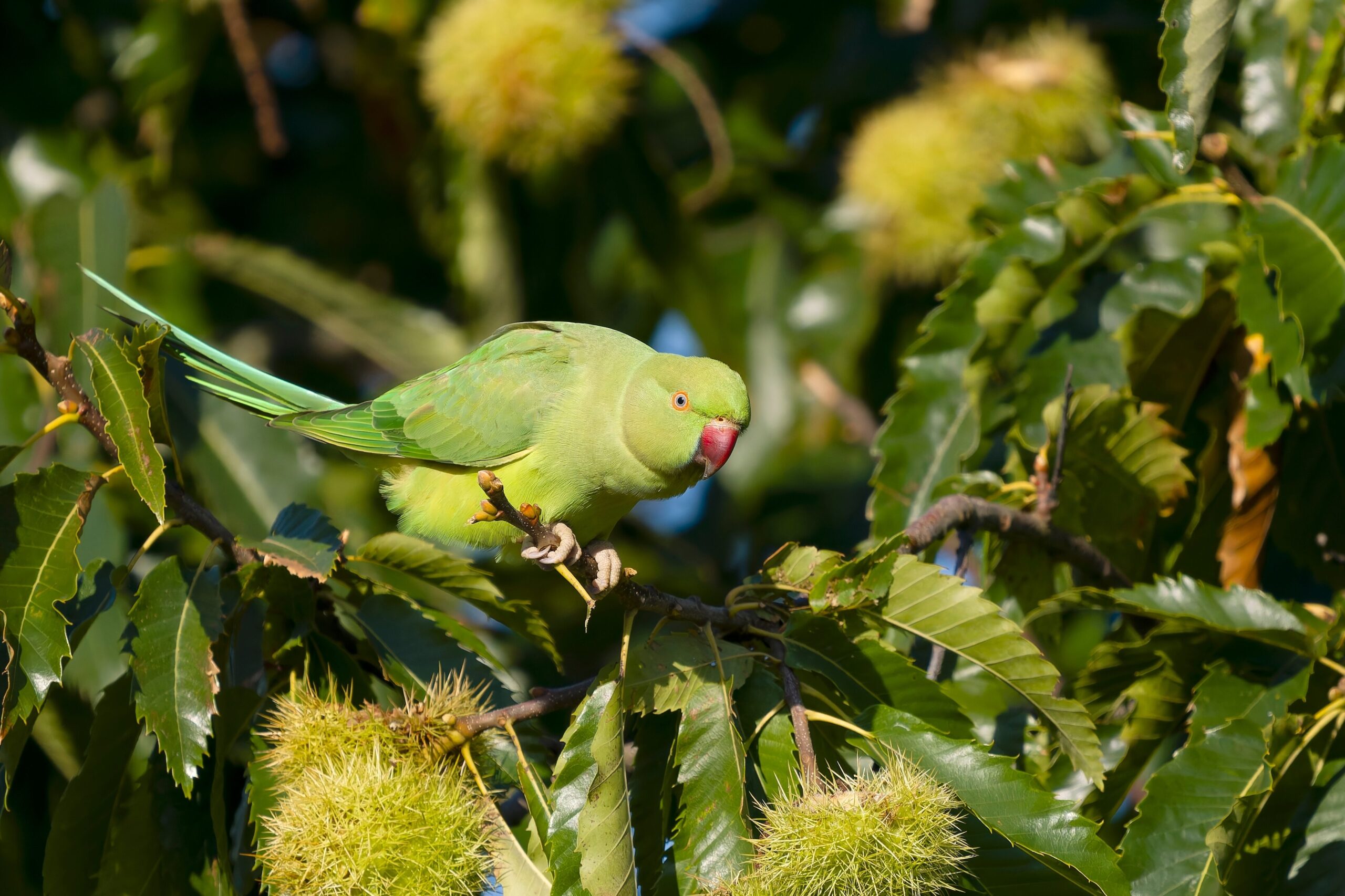 A rose-ringed parakeet (Psittacula krameri)