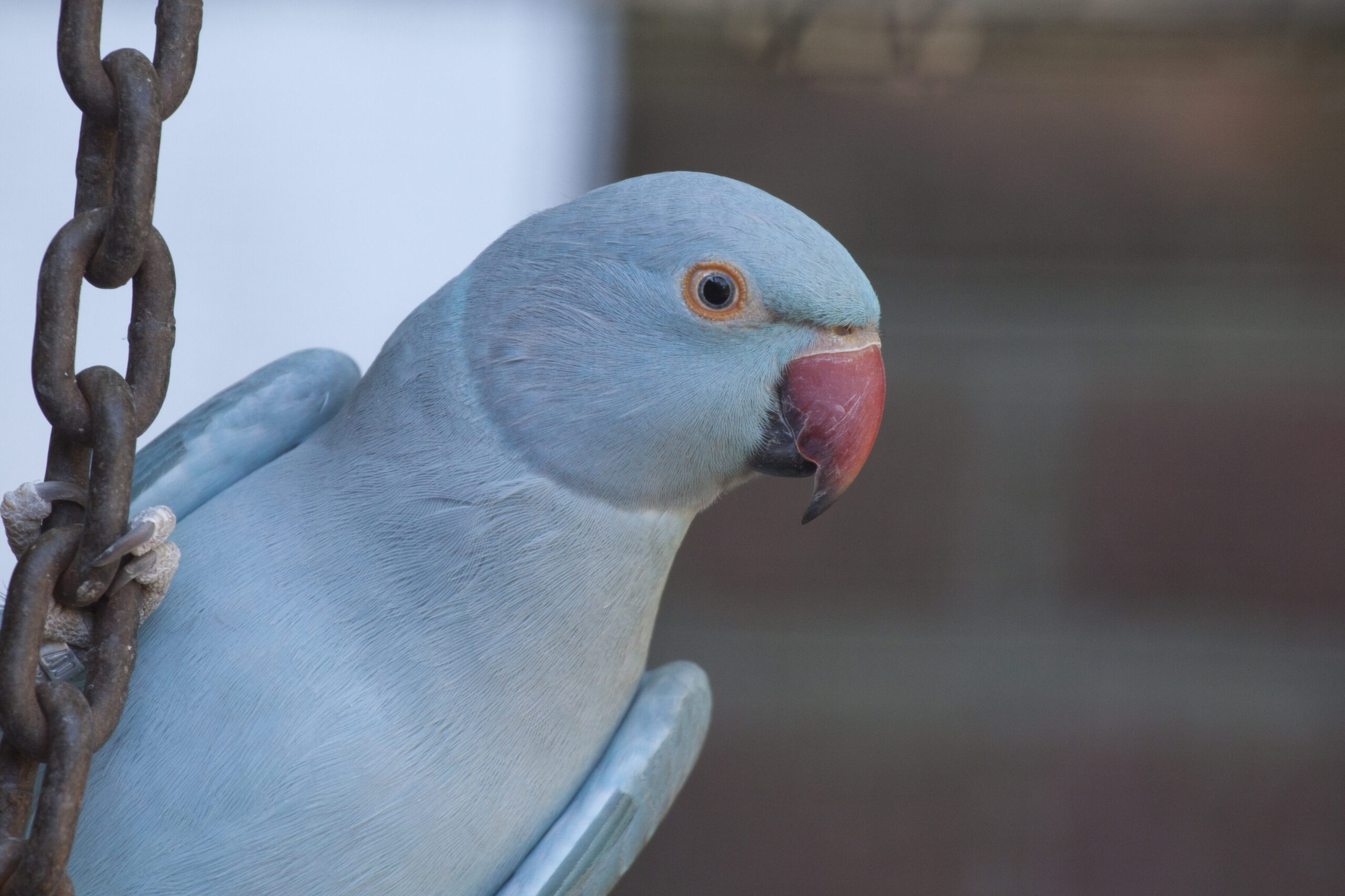 A pet rose-ringed parakeet