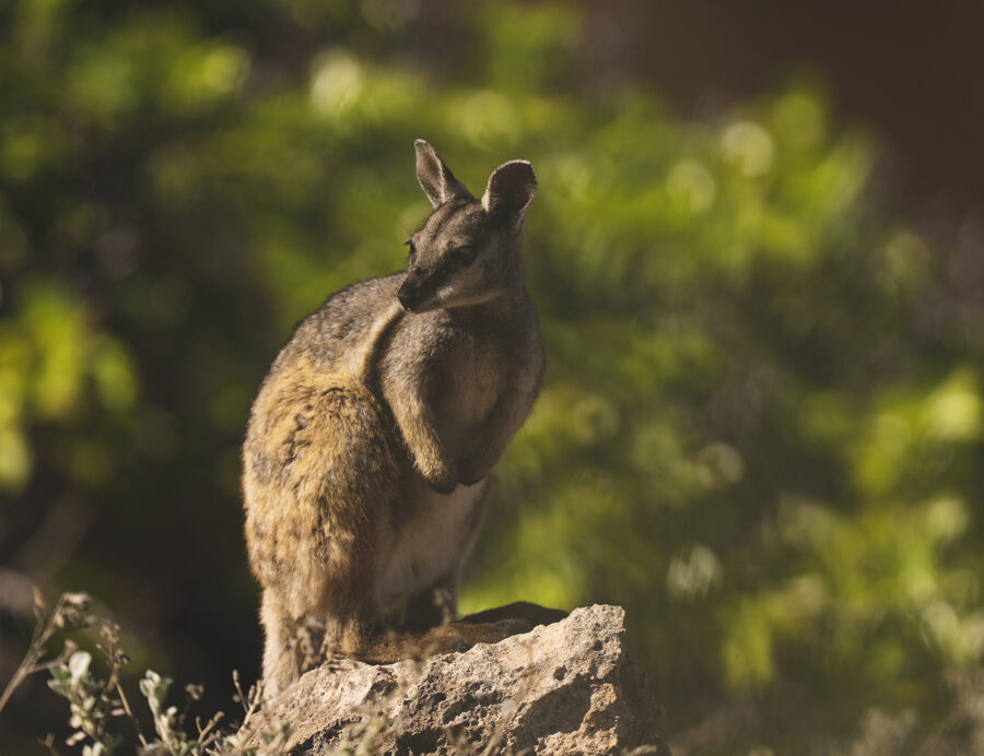 Black footed rock-wallaby
