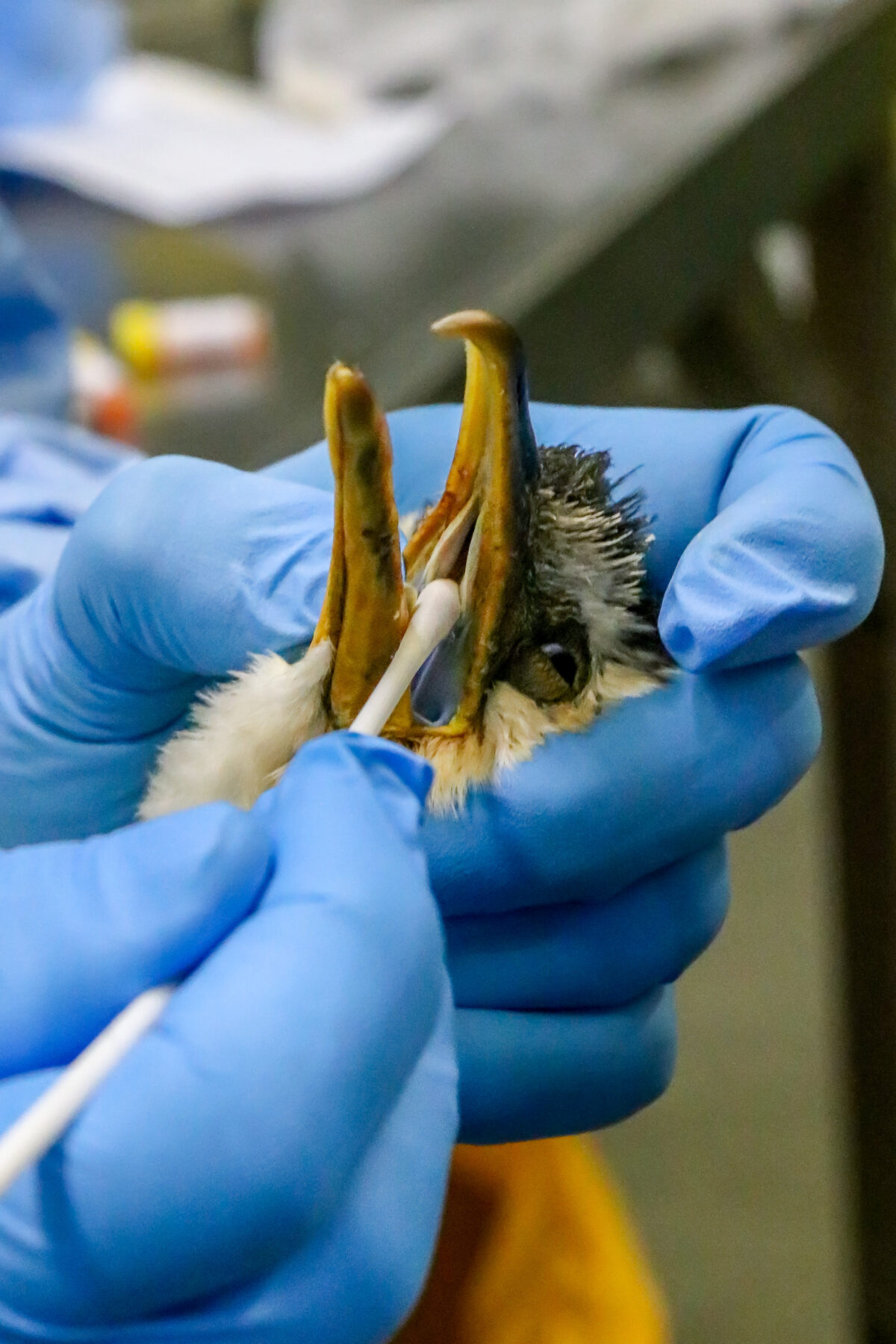 A wild cormorant is tested for H5N1