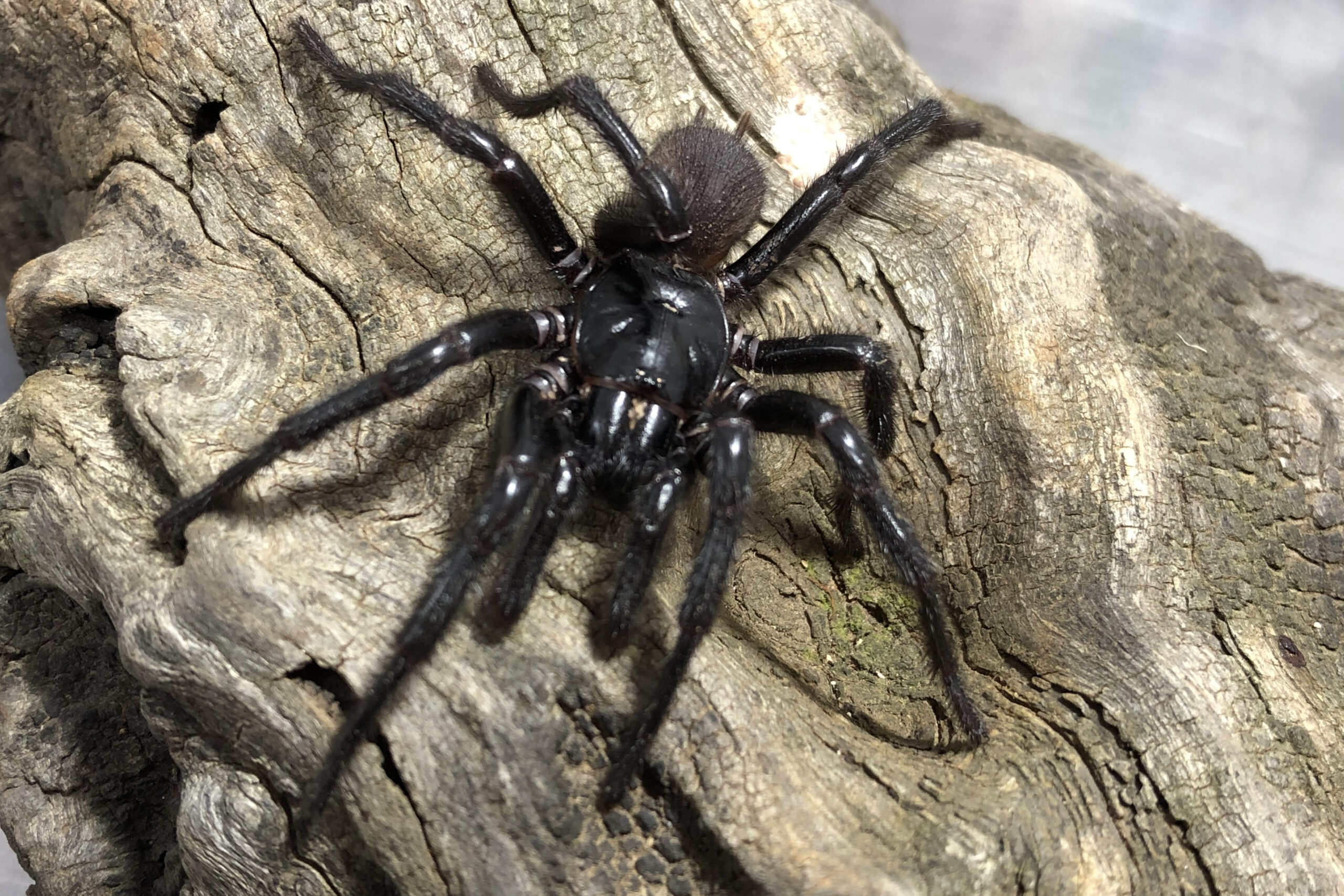 Newcastle funnel-web (Atrax christenseni)