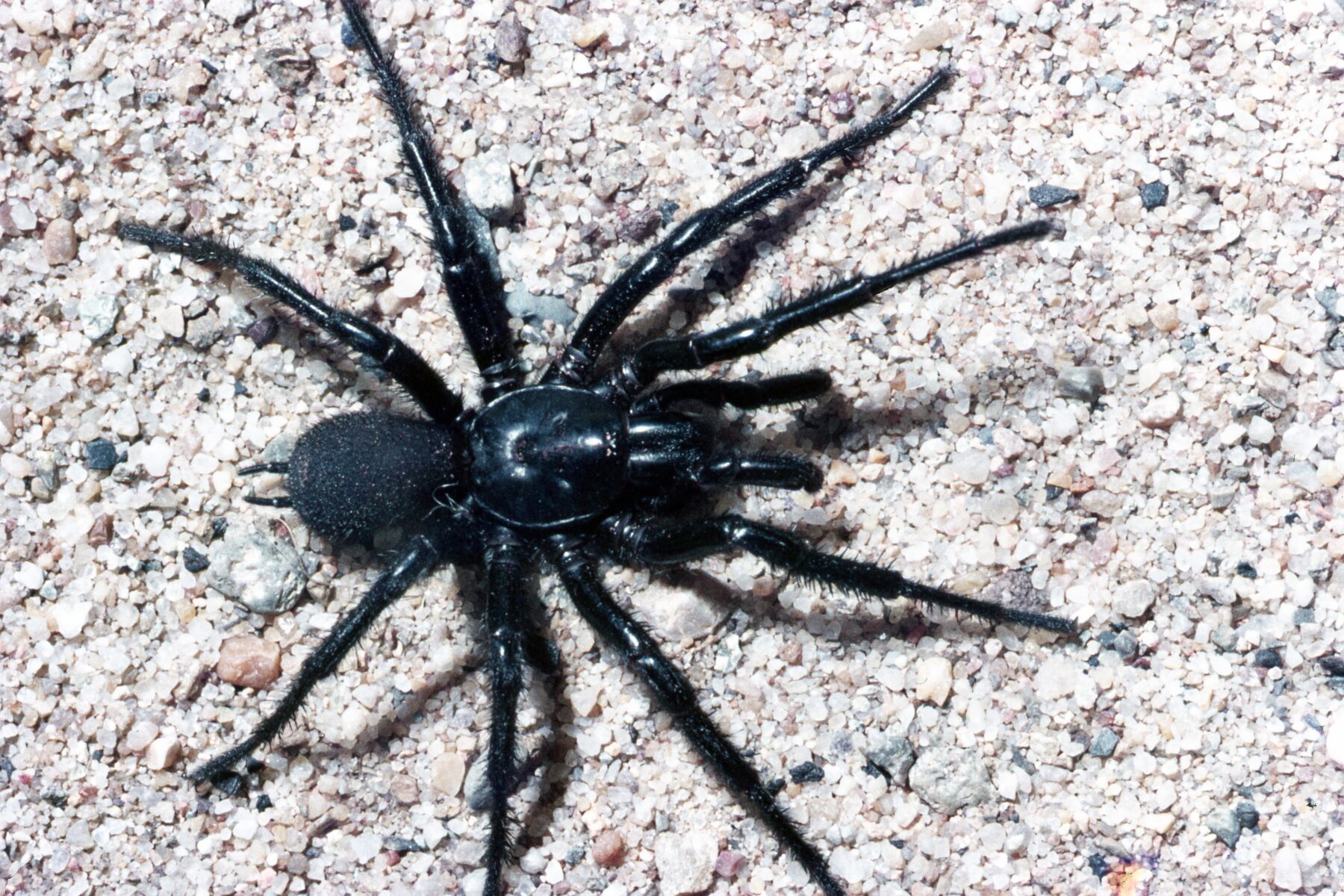 Sydney funnel-web (Atrax robustus)