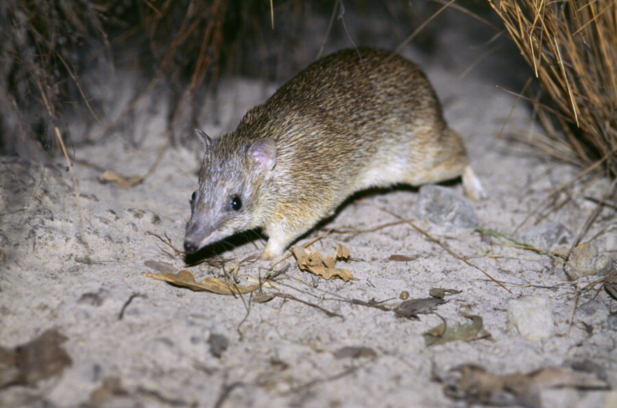 A golden bandicoot