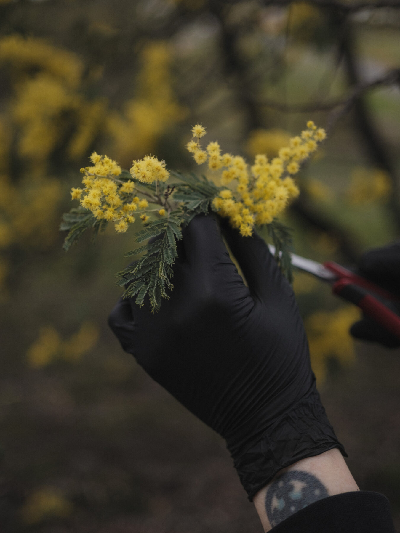 Silver wattle