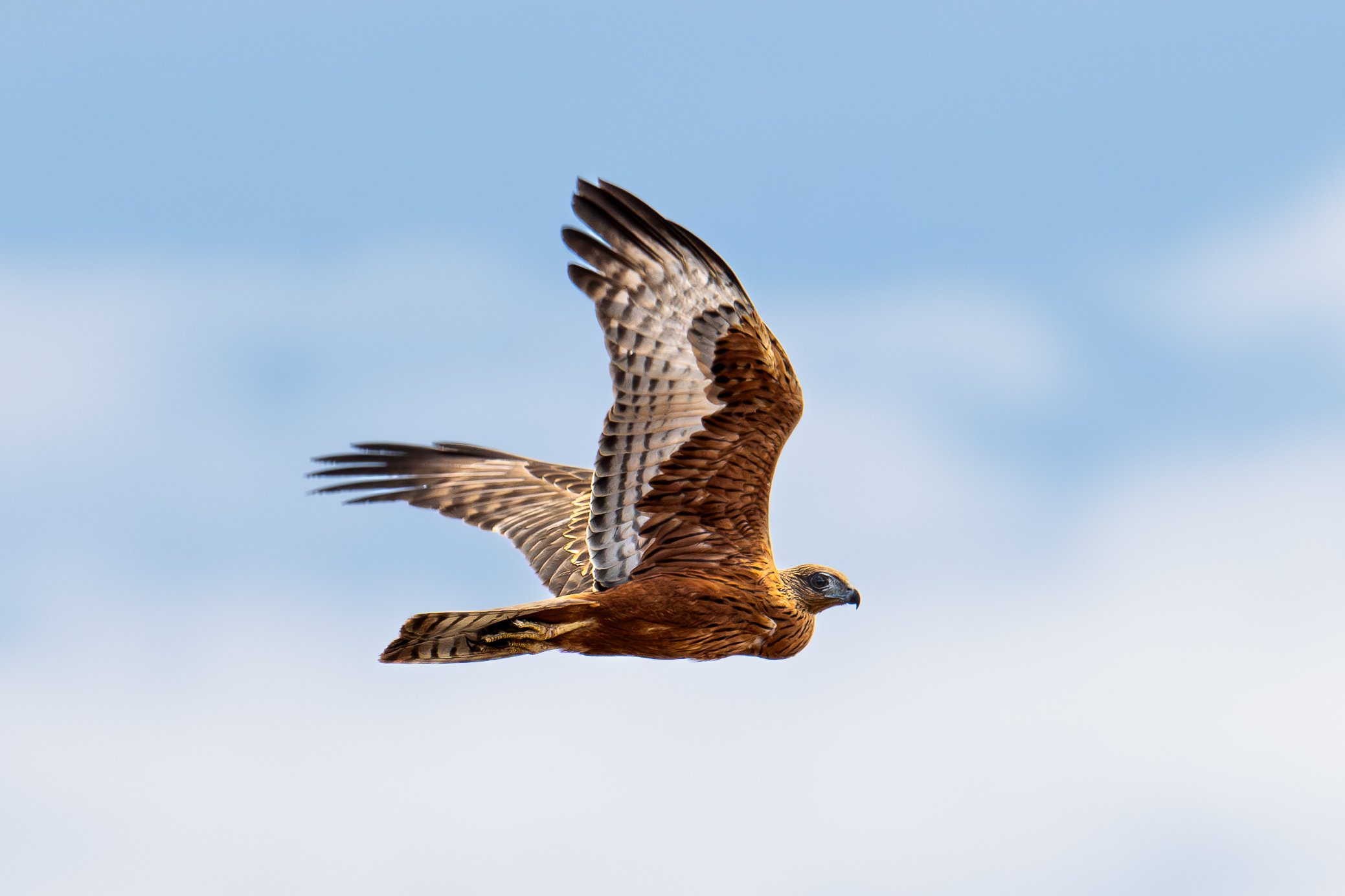 Return of the red goshawk
