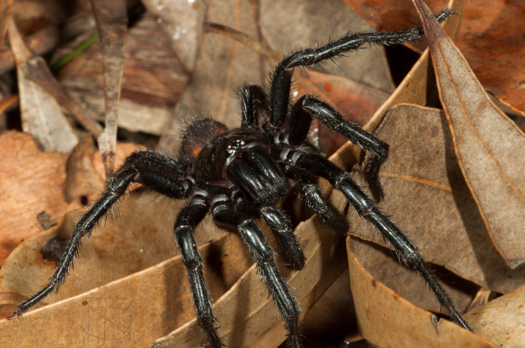 Southern Sydney funnel-web (Atrax montanus)