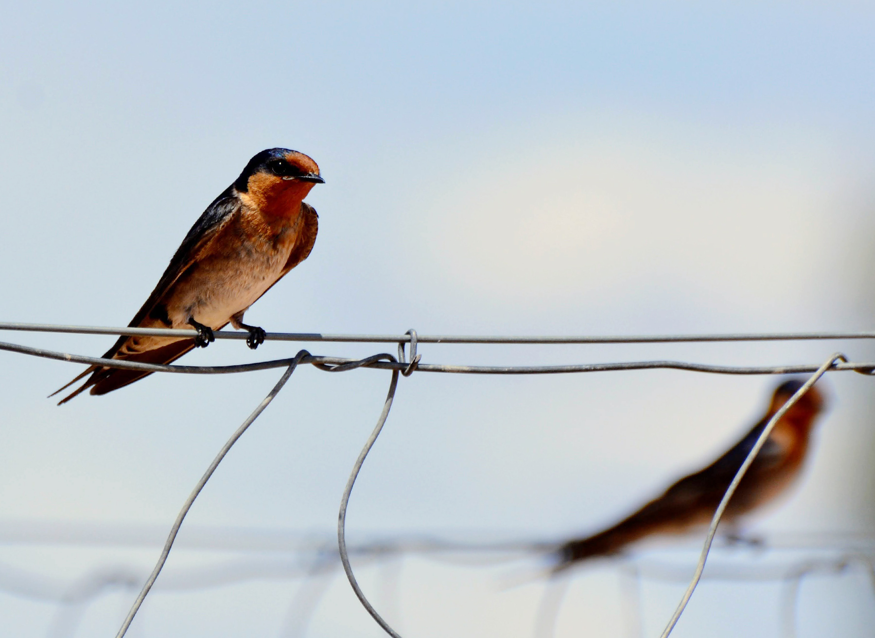 The day a Mungo swallow ‘slapped me in the face’