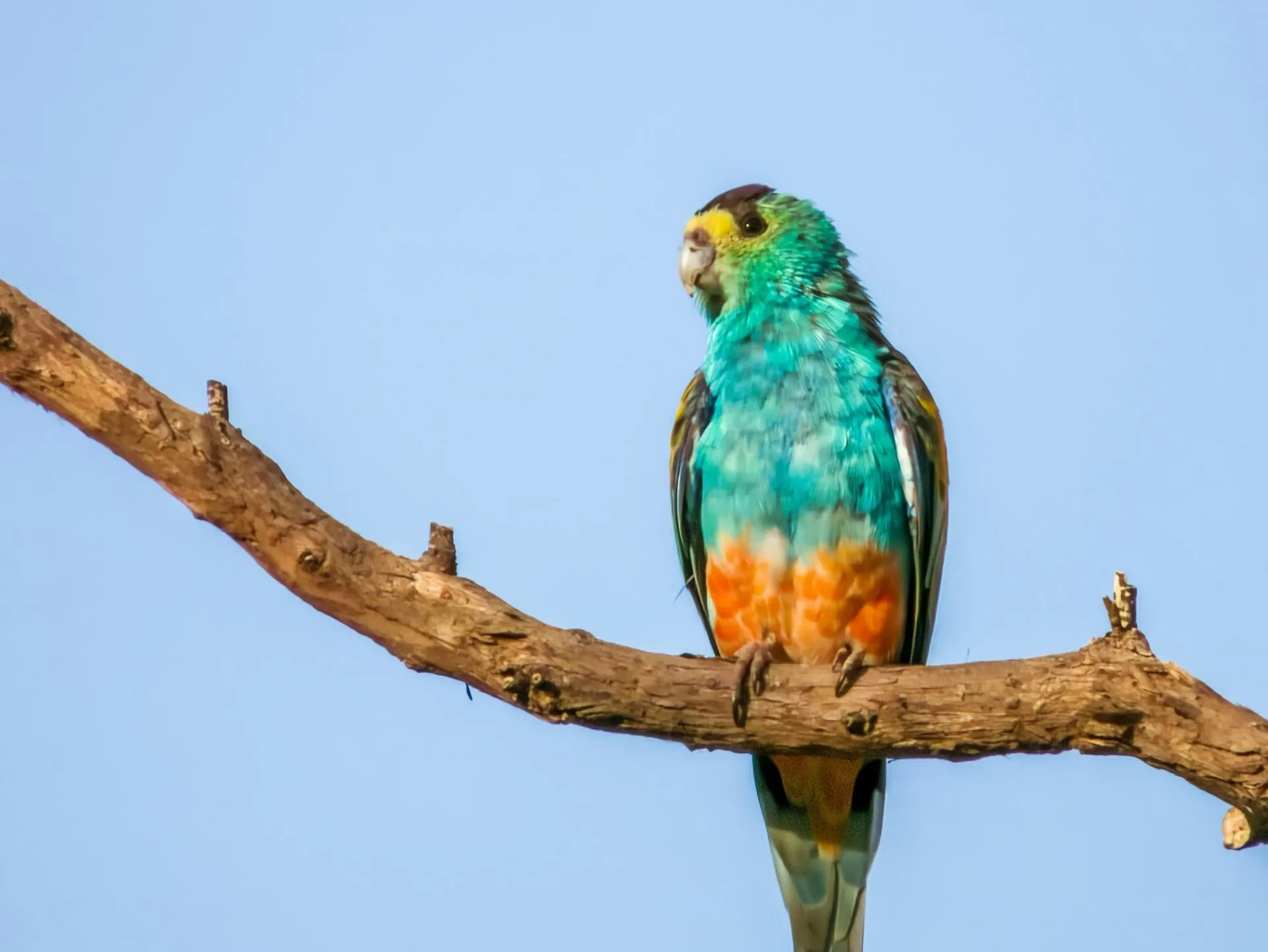 golden-shouldered parrot