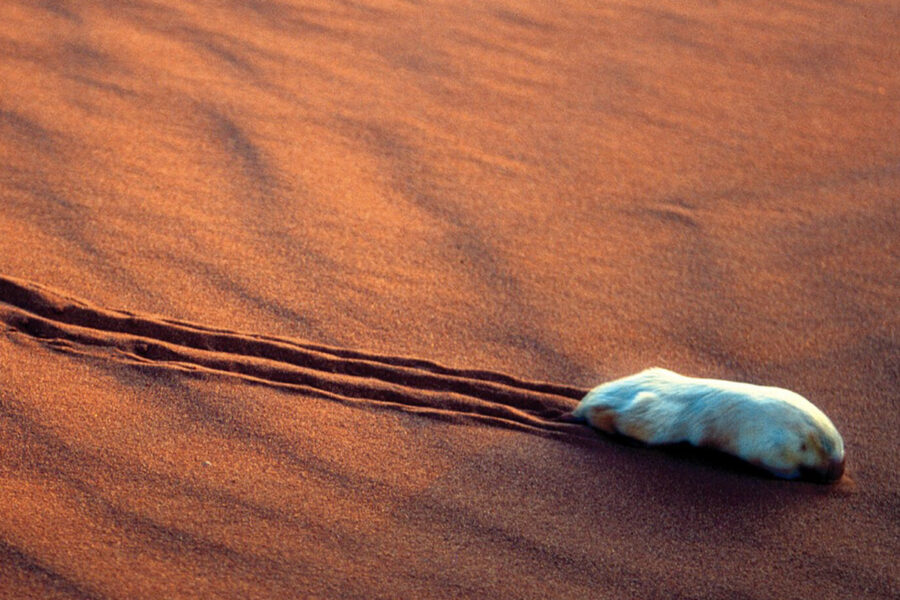 A southern marsupial mole