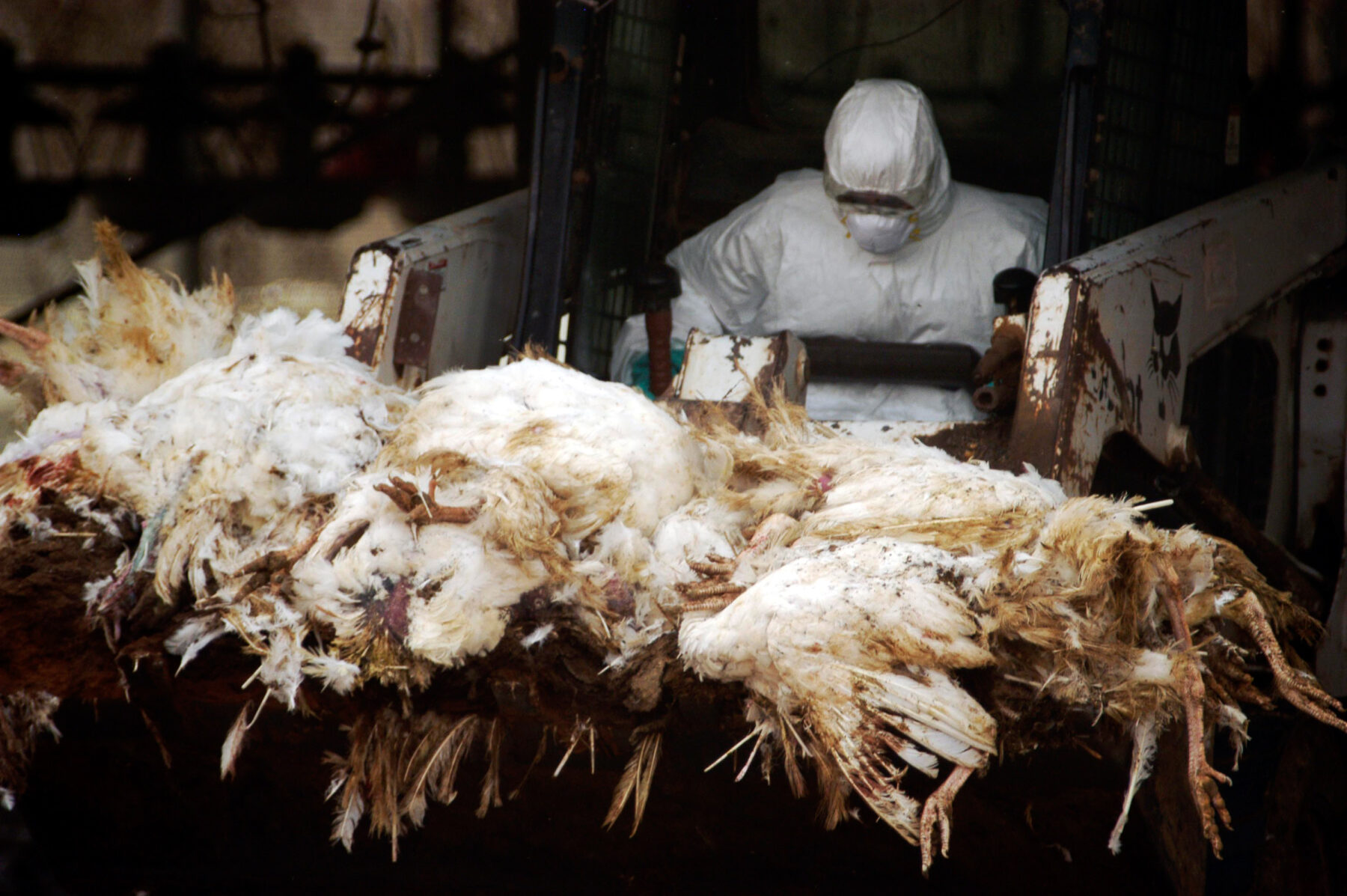 carcasses of dead turkeys
