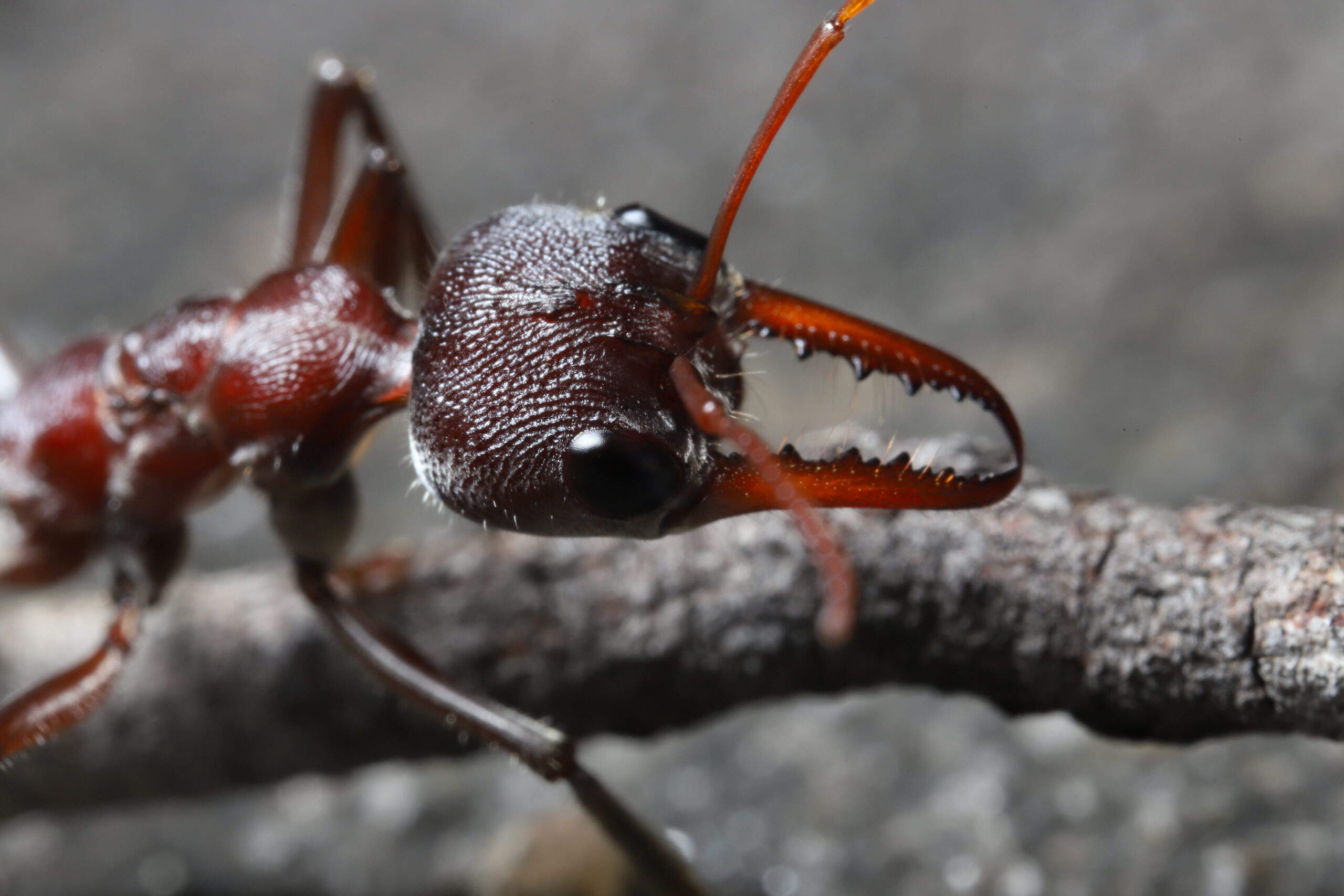 Image for article: Bull ants are Australia’s tiny tyrants