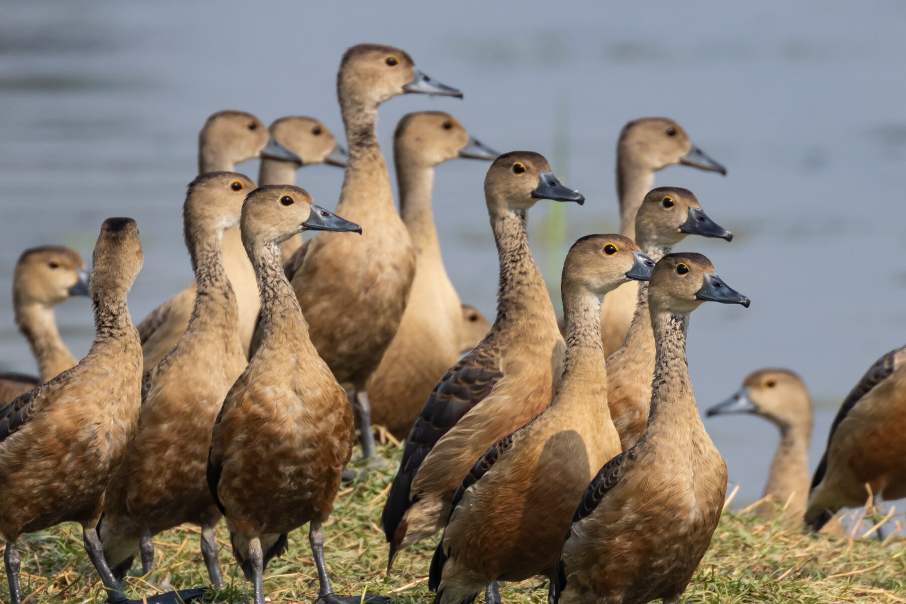 Flock of wandering whistling-duck