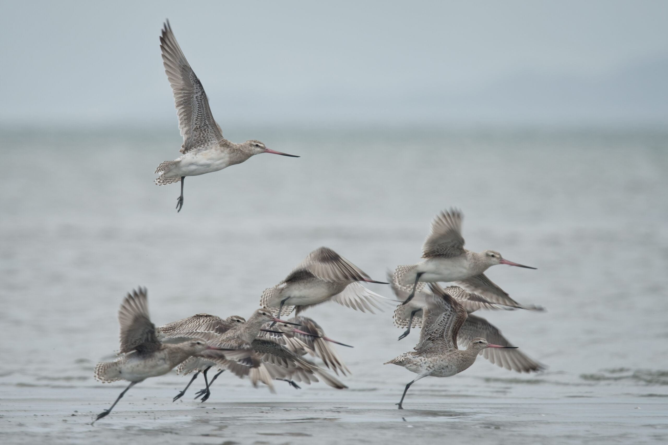 Australia remains on high alert for killer bird flu despite enduring recent high-risk migration season 