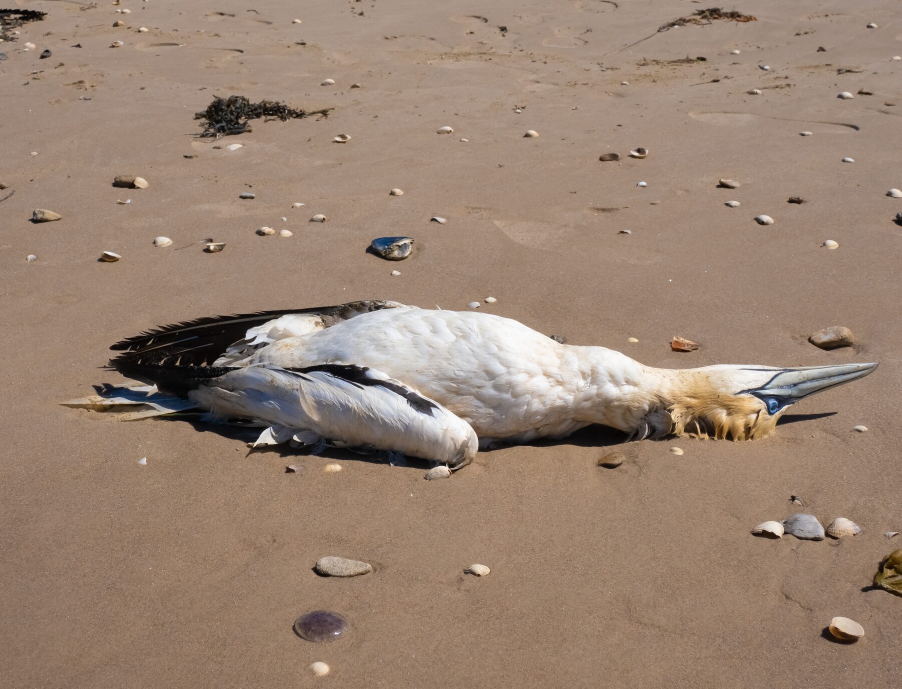 A dead northern gannet on a beach of Jutland, North Sea, Denmark.