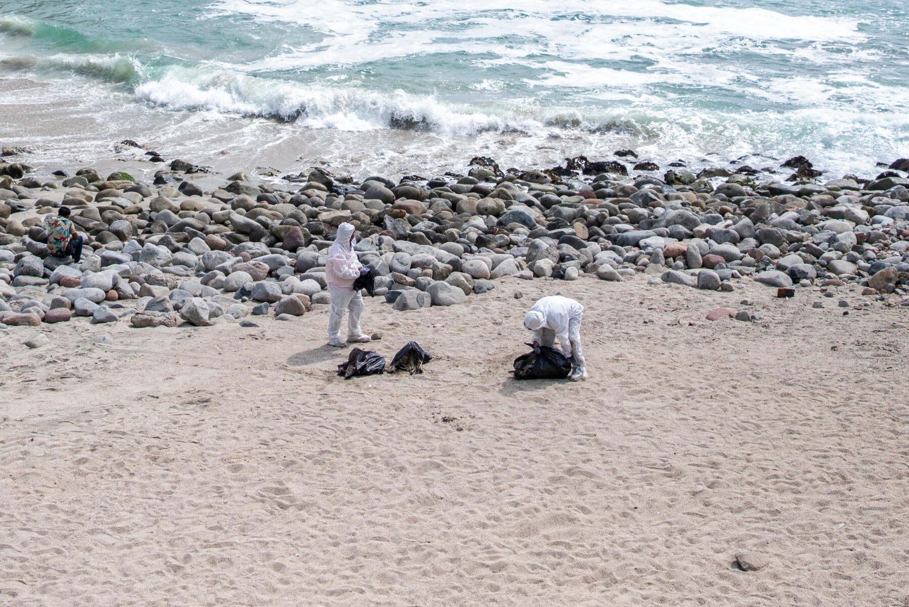 Sick pelicans on the beach of Punta Hermosa