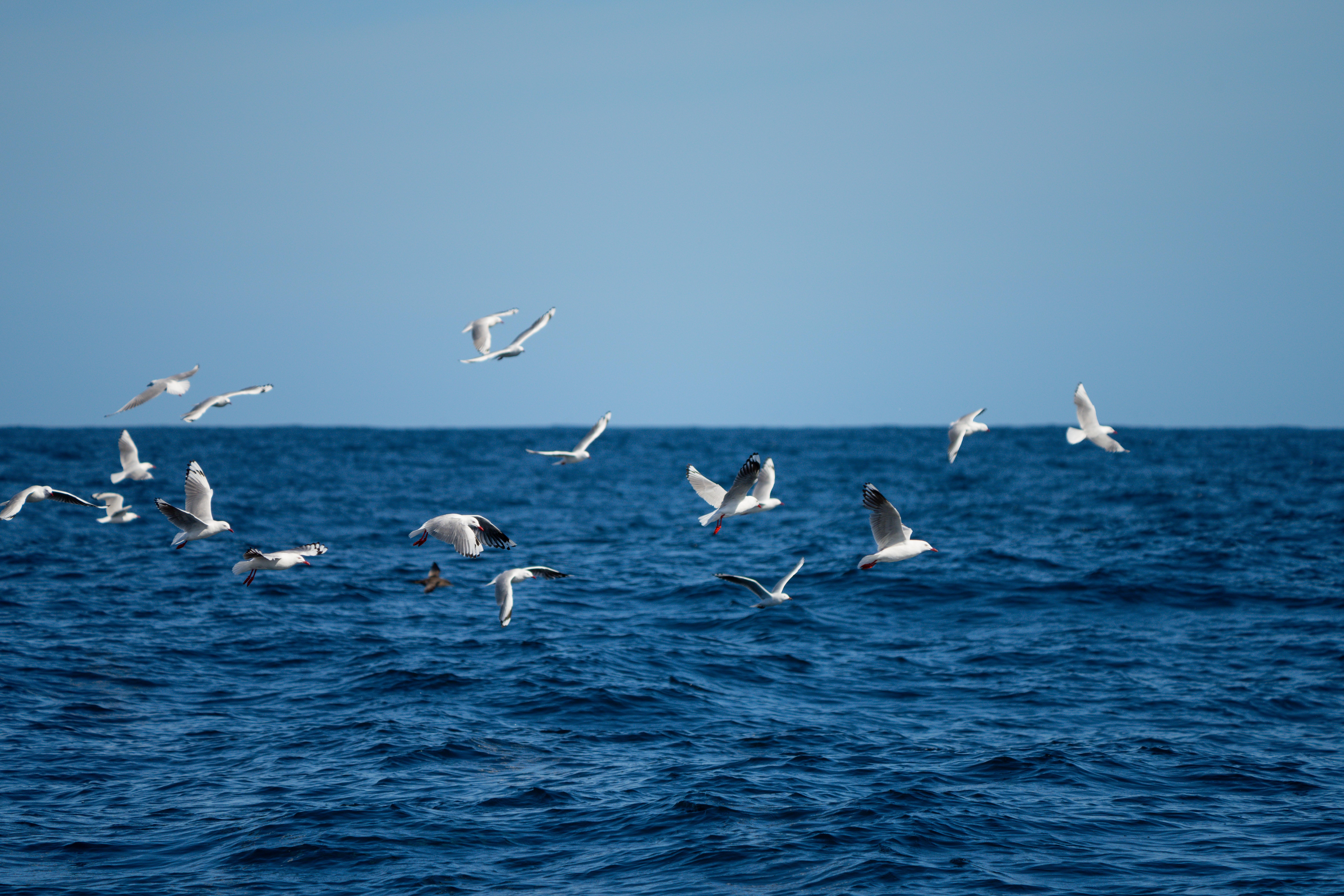Shy albatross and other sea birds