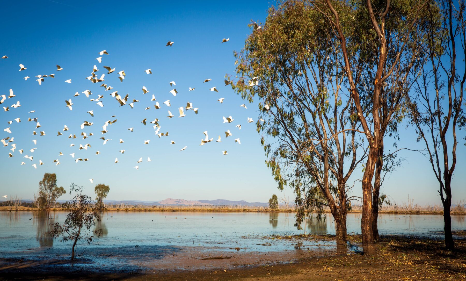 A flock of Australian corellas flying above a body of water