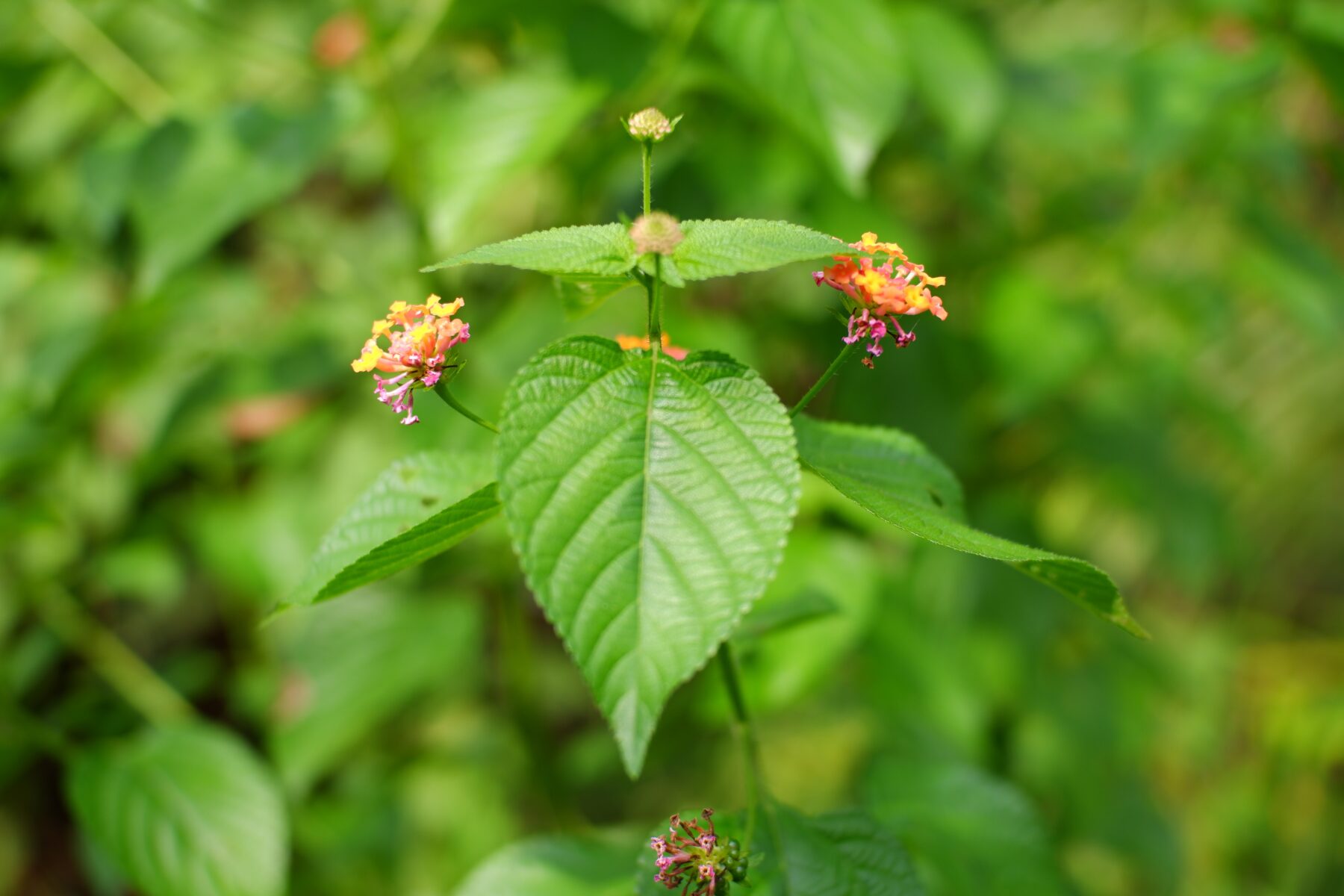 Lantana