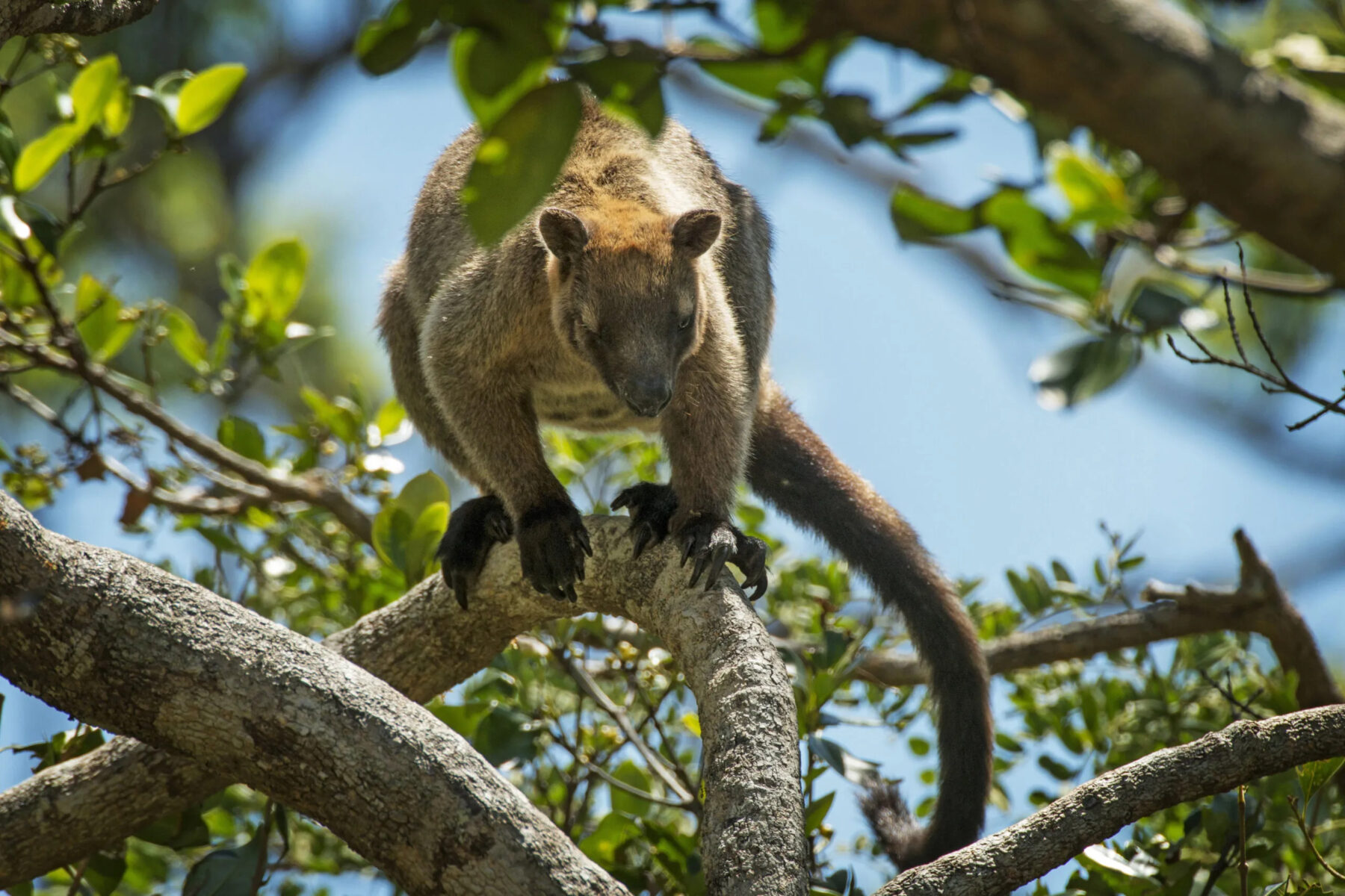 Rare, almost mythical Australian tree kangaroos can finally be studied, thanks to new tech