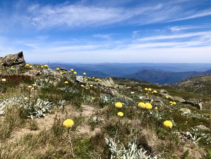 Billy button flowers