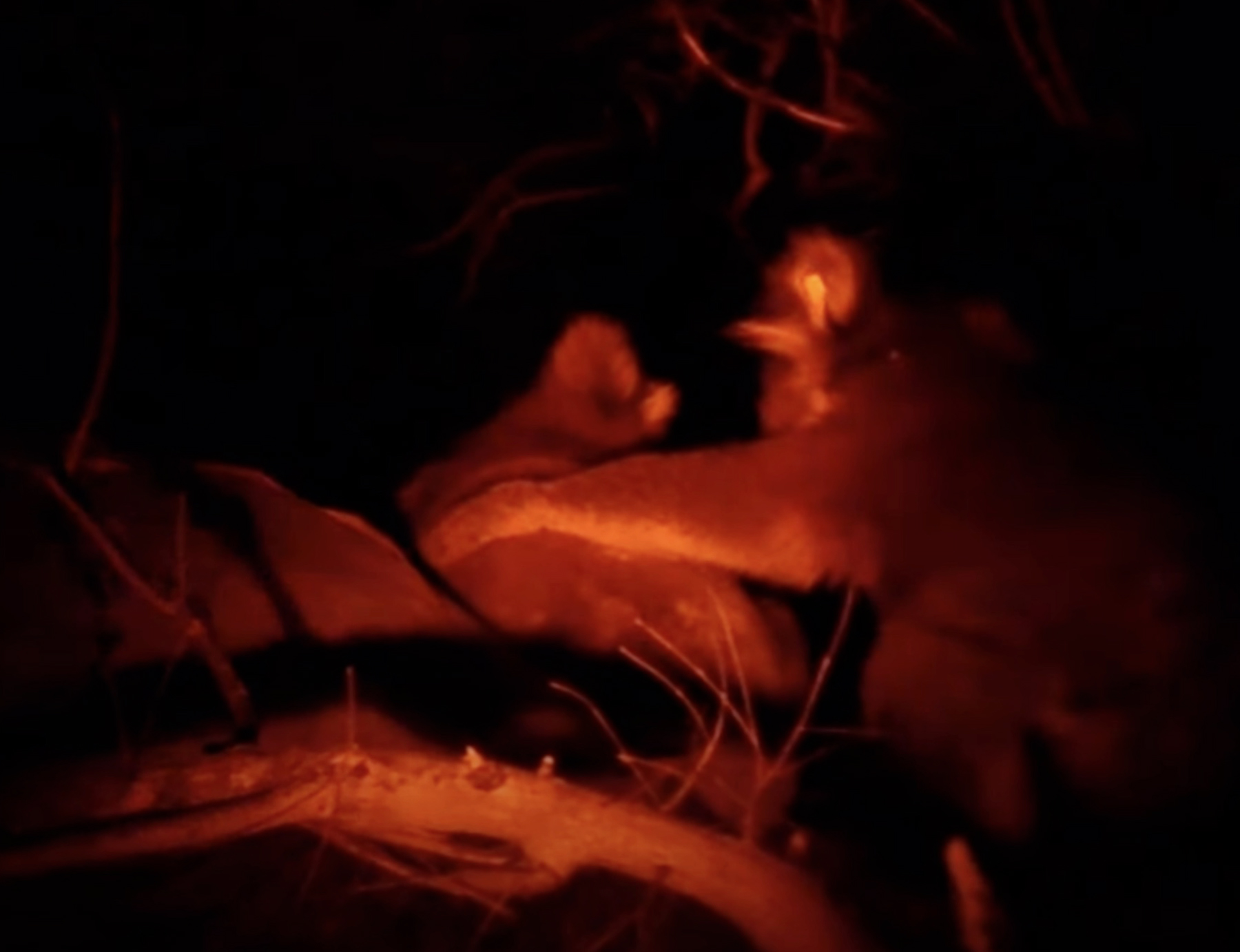 ‘I was shocked’: Scientist films affectionate behaviour between male koalas