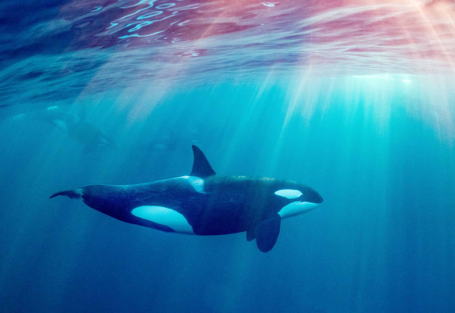 Orcas underwater