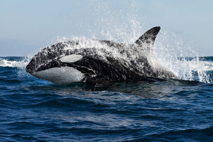 An orca hunting