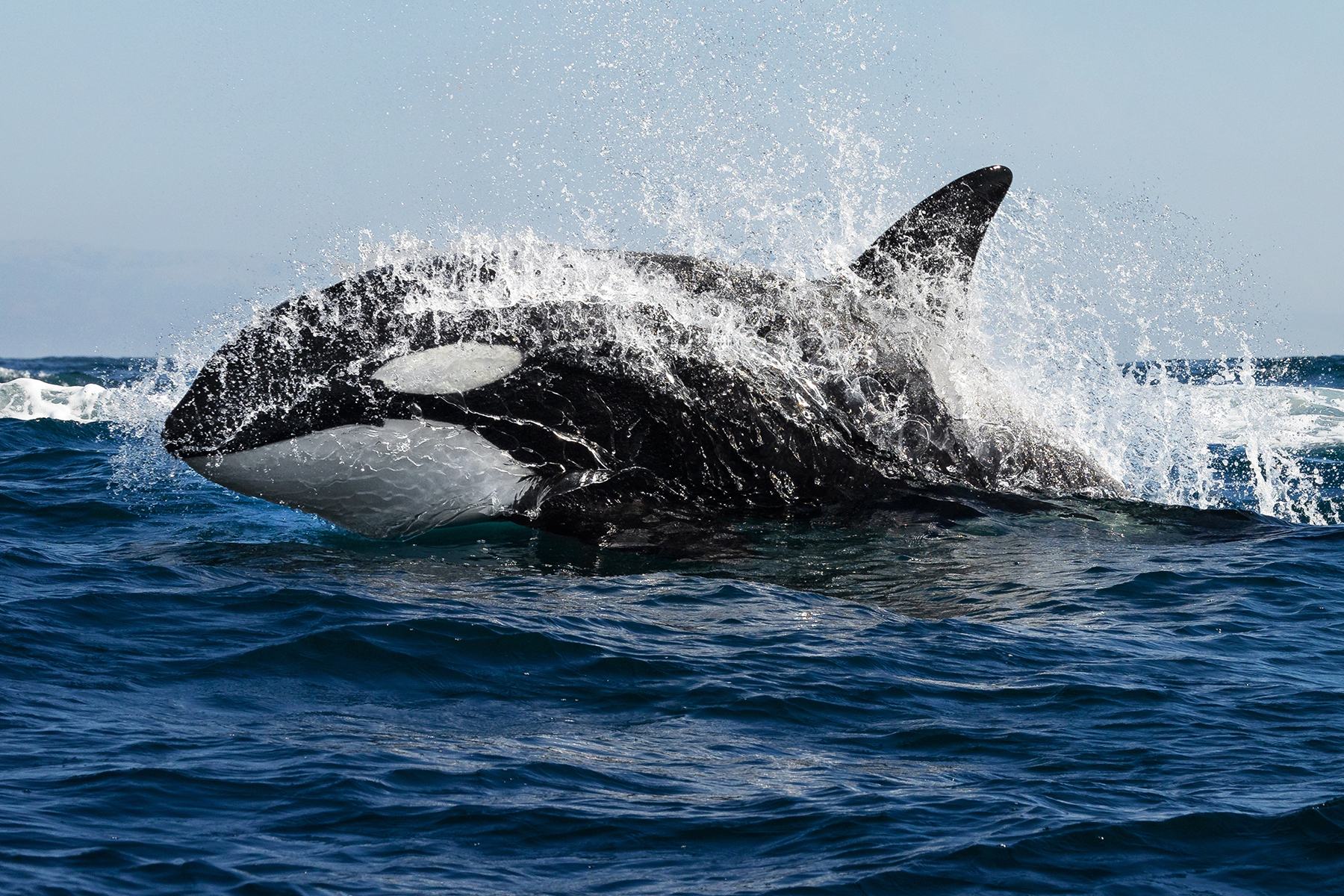 DNA tests reveal orcas killed great white for only its liver