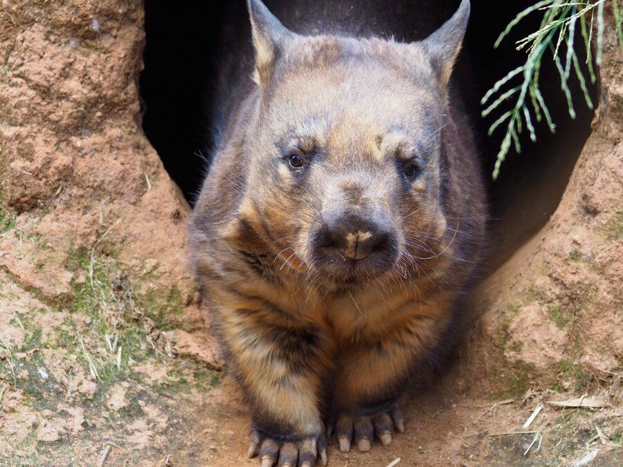 A southern hairy-nosed wombat emerging from a burrow.