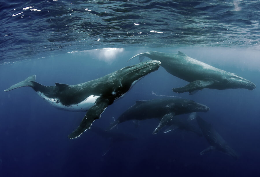 Humpback whales underwater