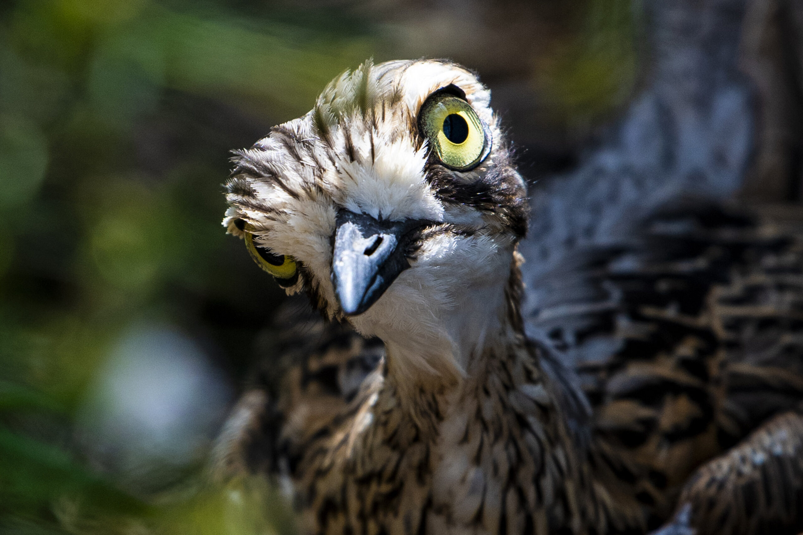 Homeward bound for bush stone-curlews