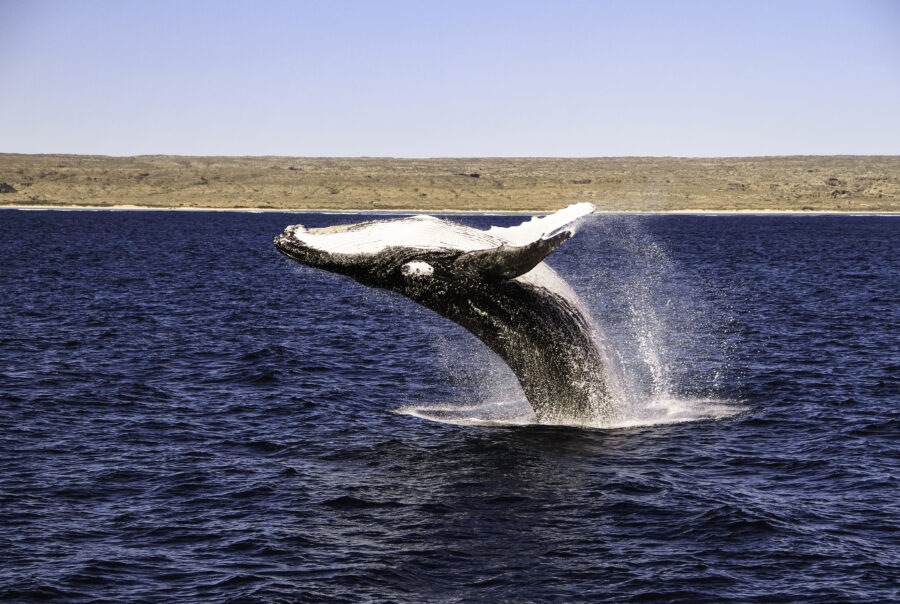 Humpback whale breaches
