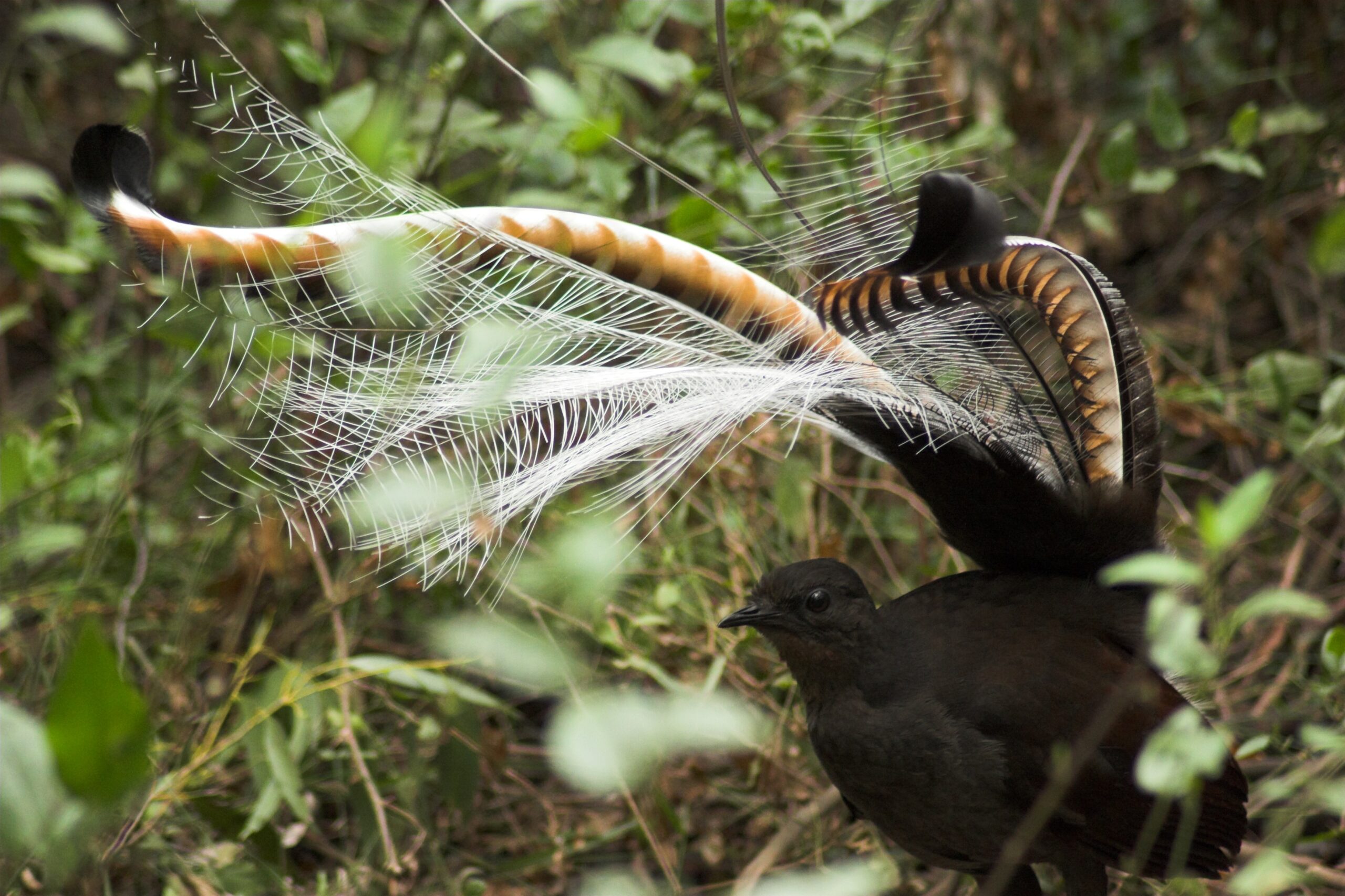 Image for article: Lyrebirds reveal hidden farming talents