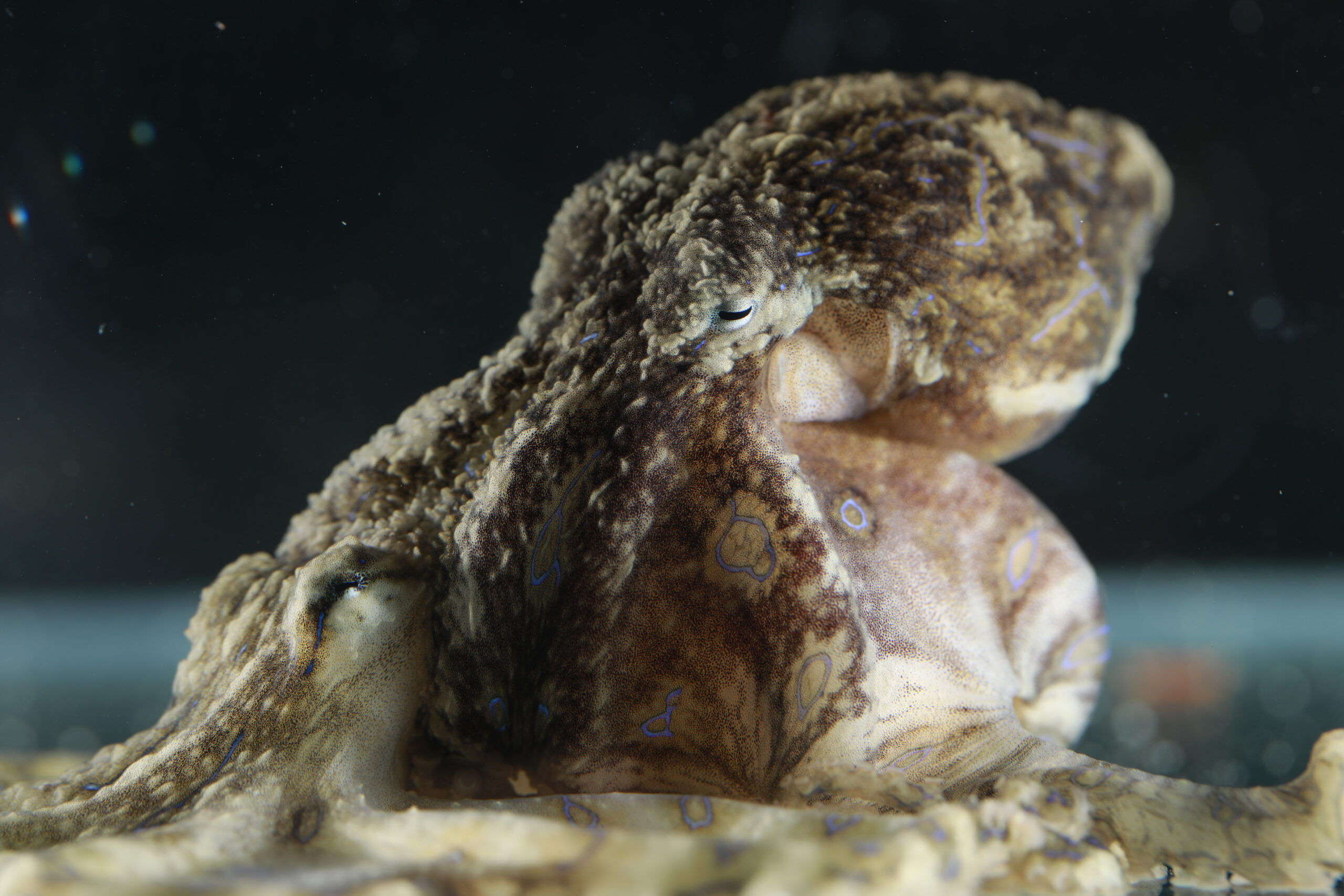 Image for article: Revealed: the toxic sex life of the blue-lined octopus