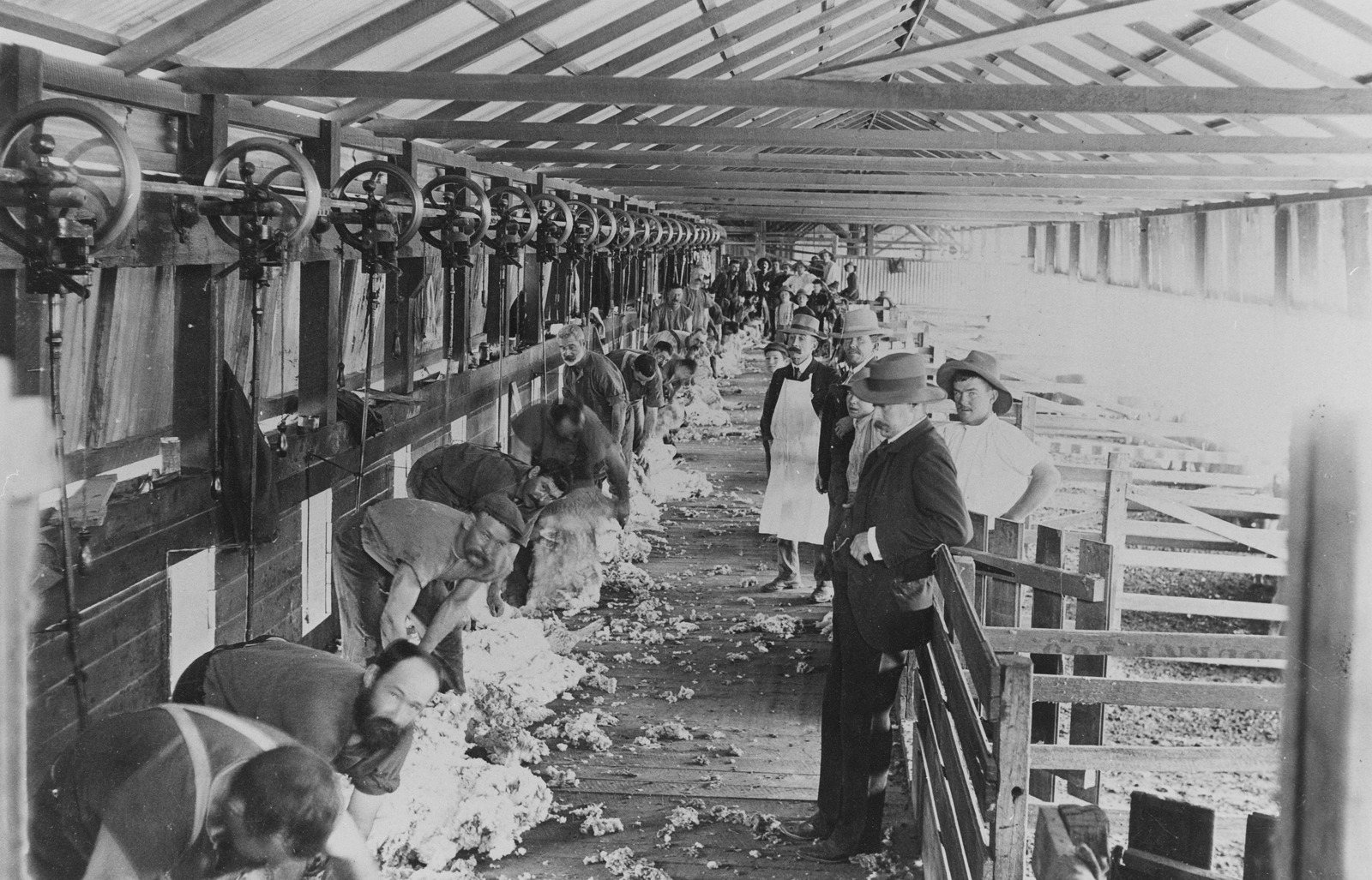Sheep shearing at Barcaldine, ca. 1910