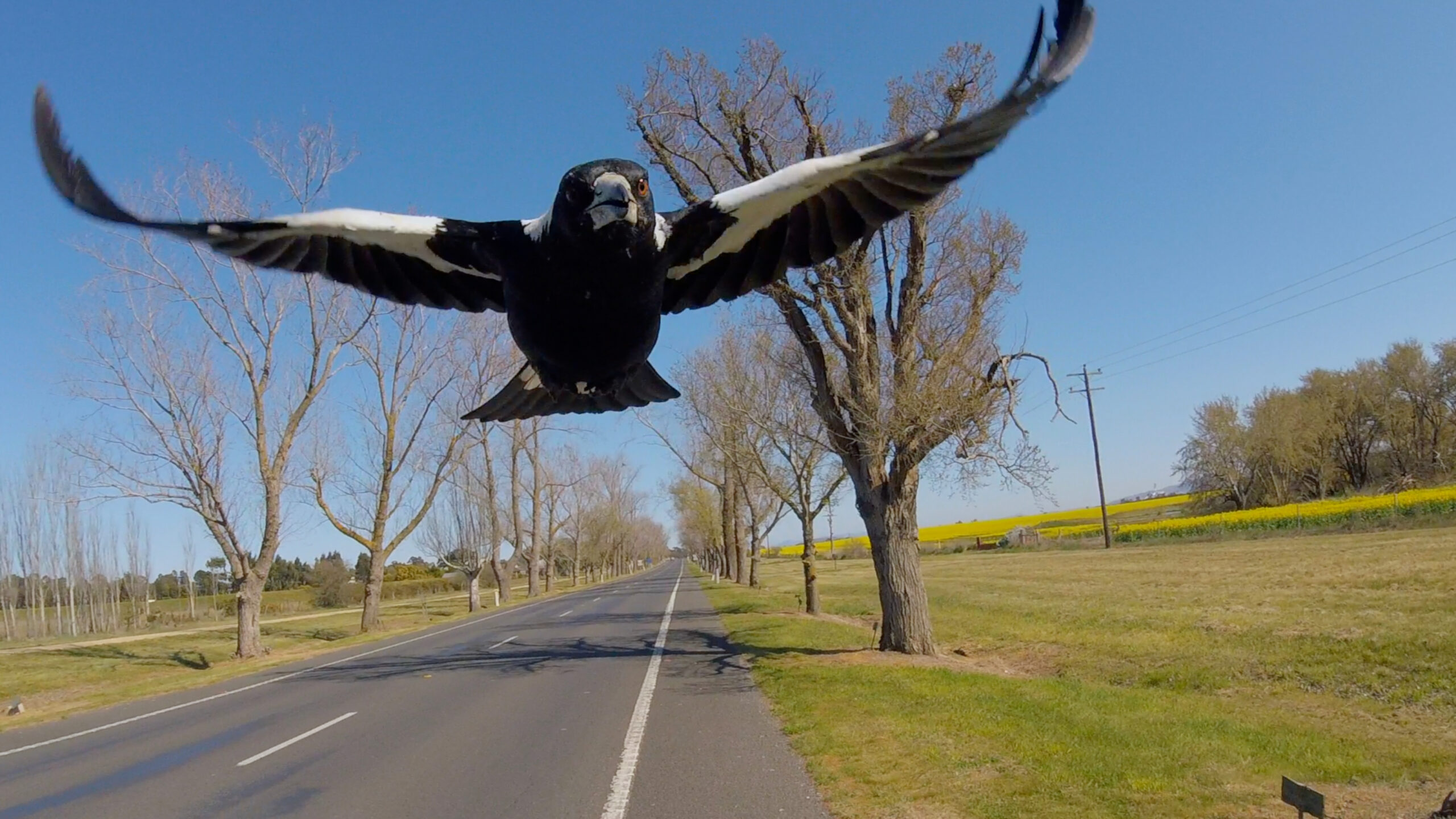 How to make magpie mafia your feathery friends